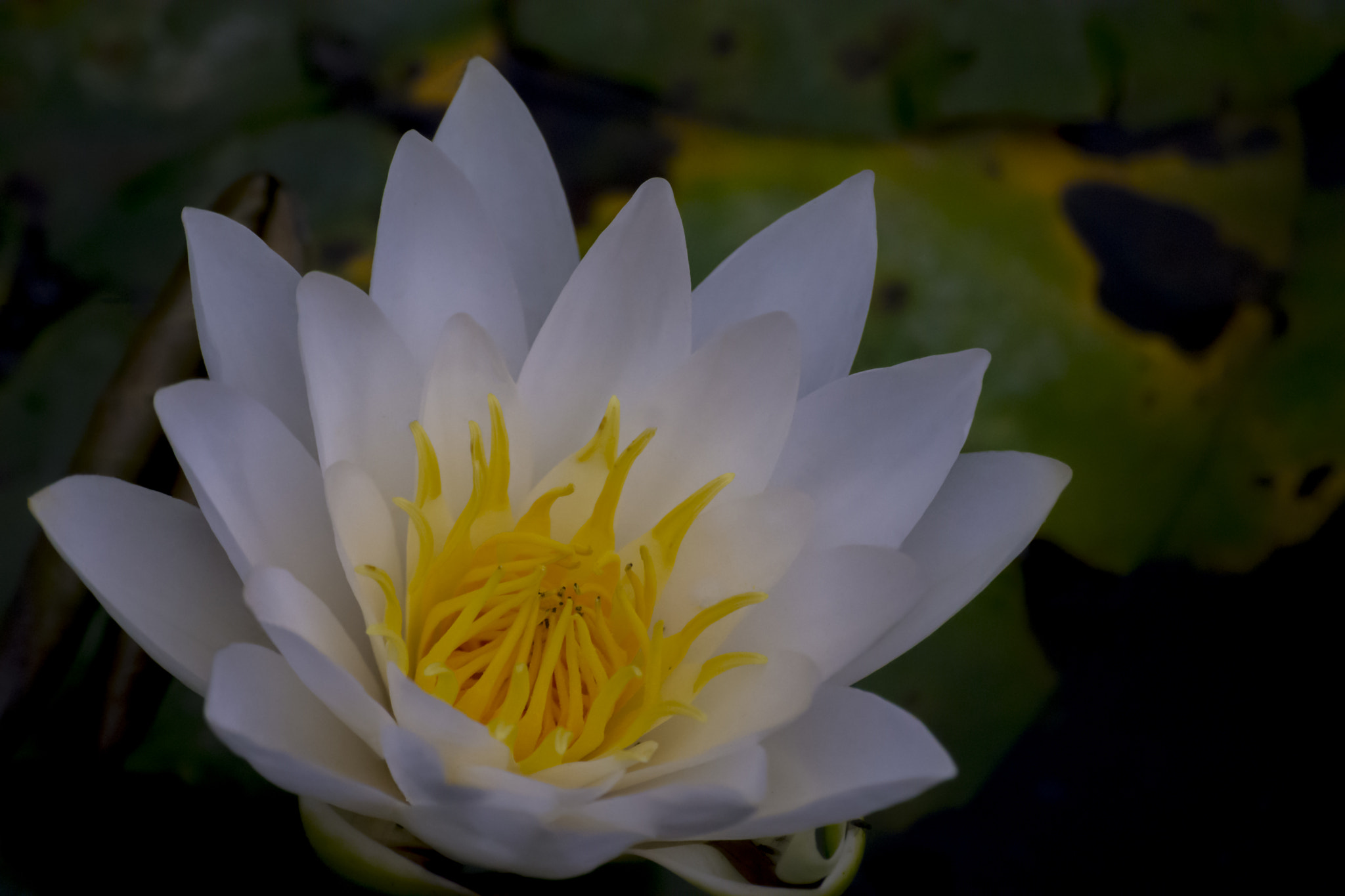 Sigma 70-300mm F4-5.6 APO DG Macro sample photo. Mystic.. photography