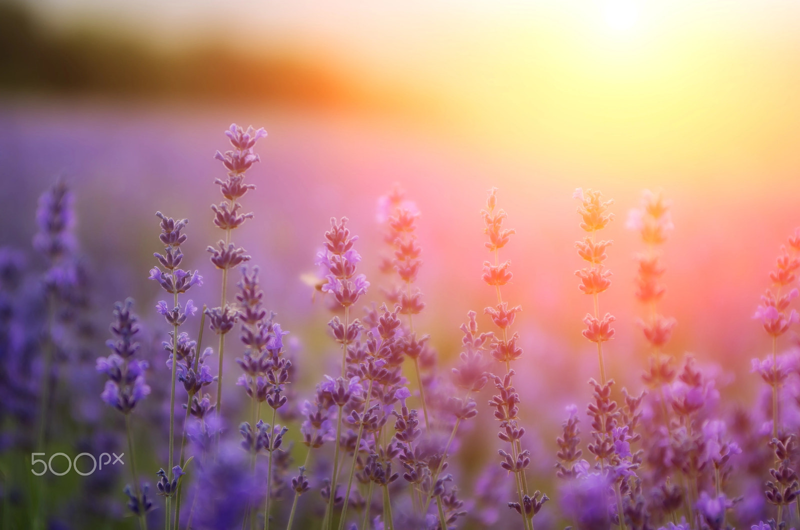 PENTAX-F 28-80mm F3.5-4.5 sample photo. Lavender photography