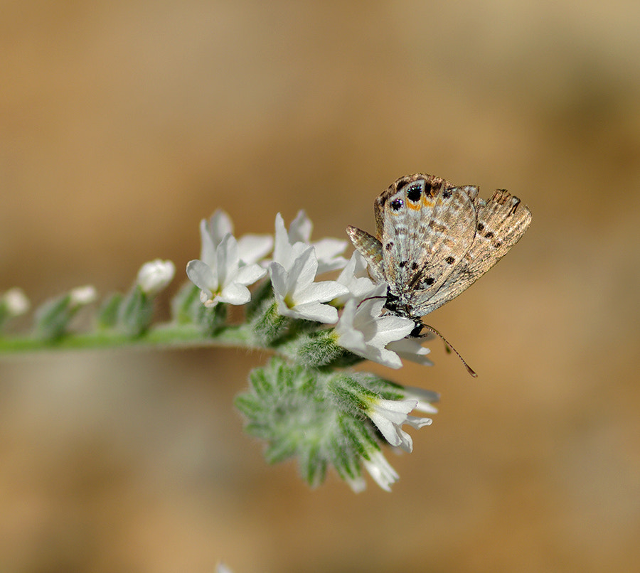 Pentax K20D + smc PENTAX-FA Macro 100mm F2.8 sample photo. Mücevher(buterfly) photography