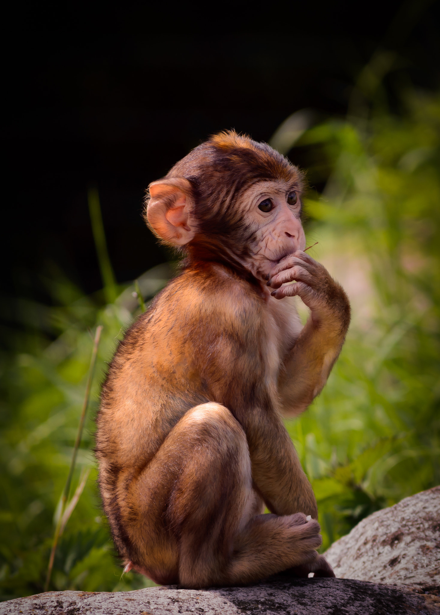 Nikon D7100 + Nikon AF-S DX Nikkor 55-200mm F4-5.6G VR II sample photo. Thoughtful monkey baby photography