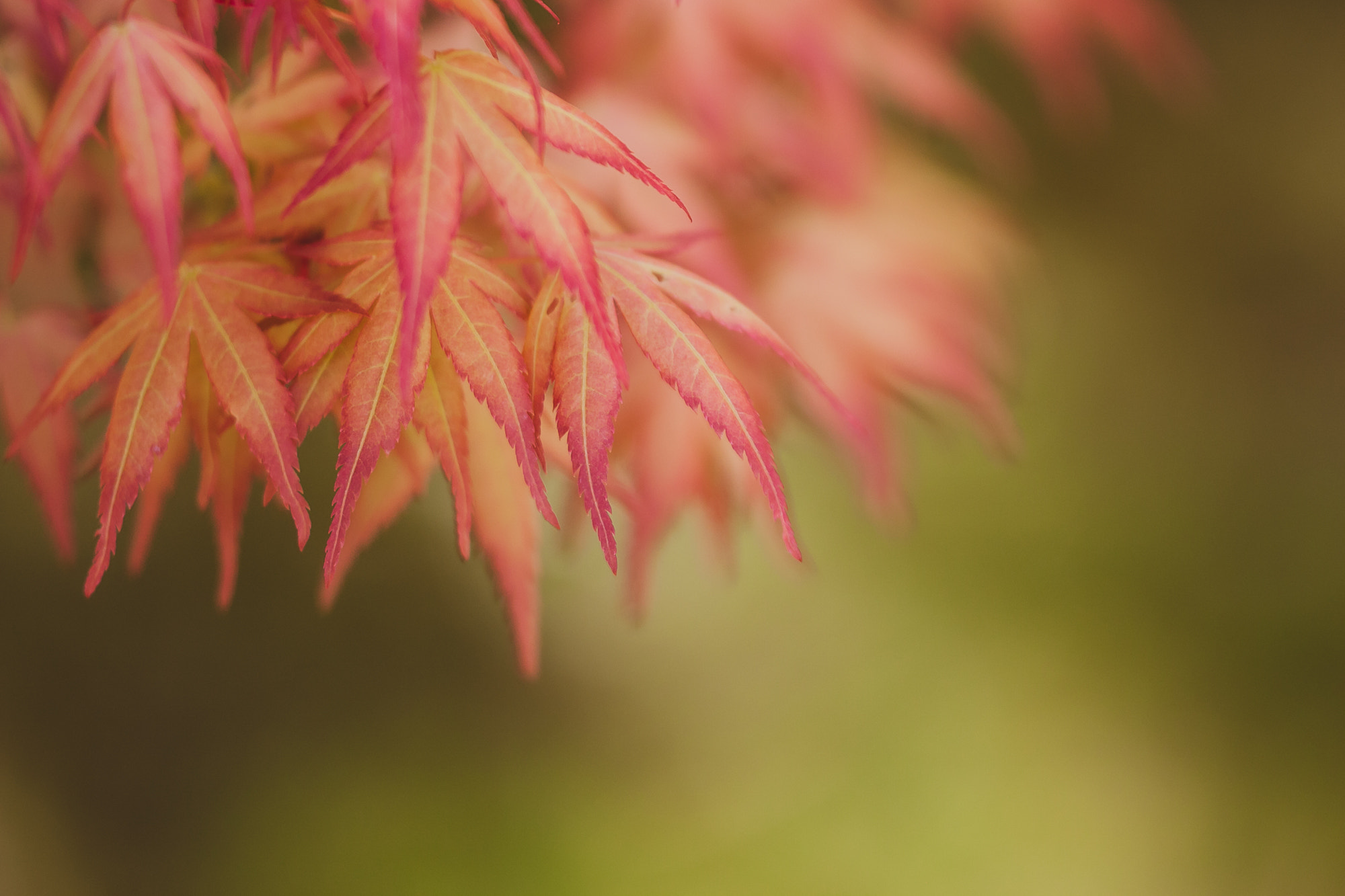 Sigma APO Macro 150mm f/2.8 EX DG HSM sample photo. Layered photography