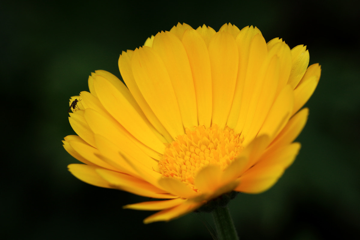 Canon EF 100mm F2.8 Macro USM sample photo. Pretty yellow daisy photography