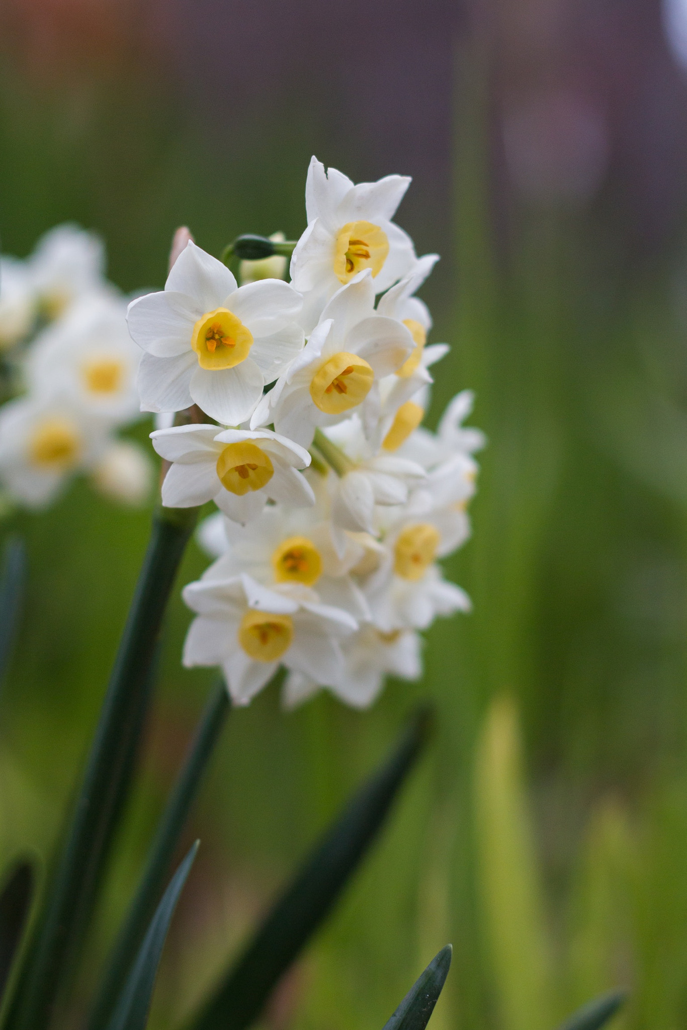 Canon EOS 70D + Canon EF 50mm F1.8 II sample photo. Daffodils photography