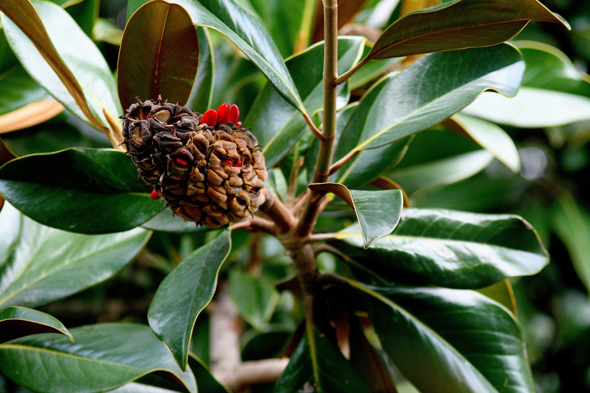 Canon EF 35-105mm f/3.5-4.5 sample photo. Magnolia photography
