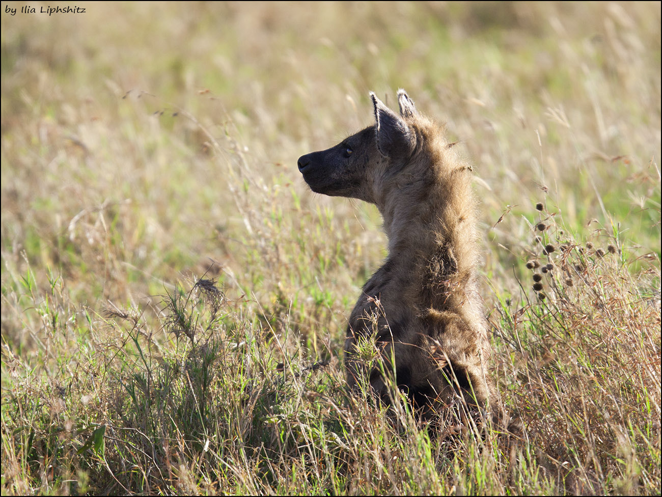 Canon EOS-1D Mark III + Canon EF 300mm F2.8L IS USM sample photo. Hyenas of serengeti №1 photography