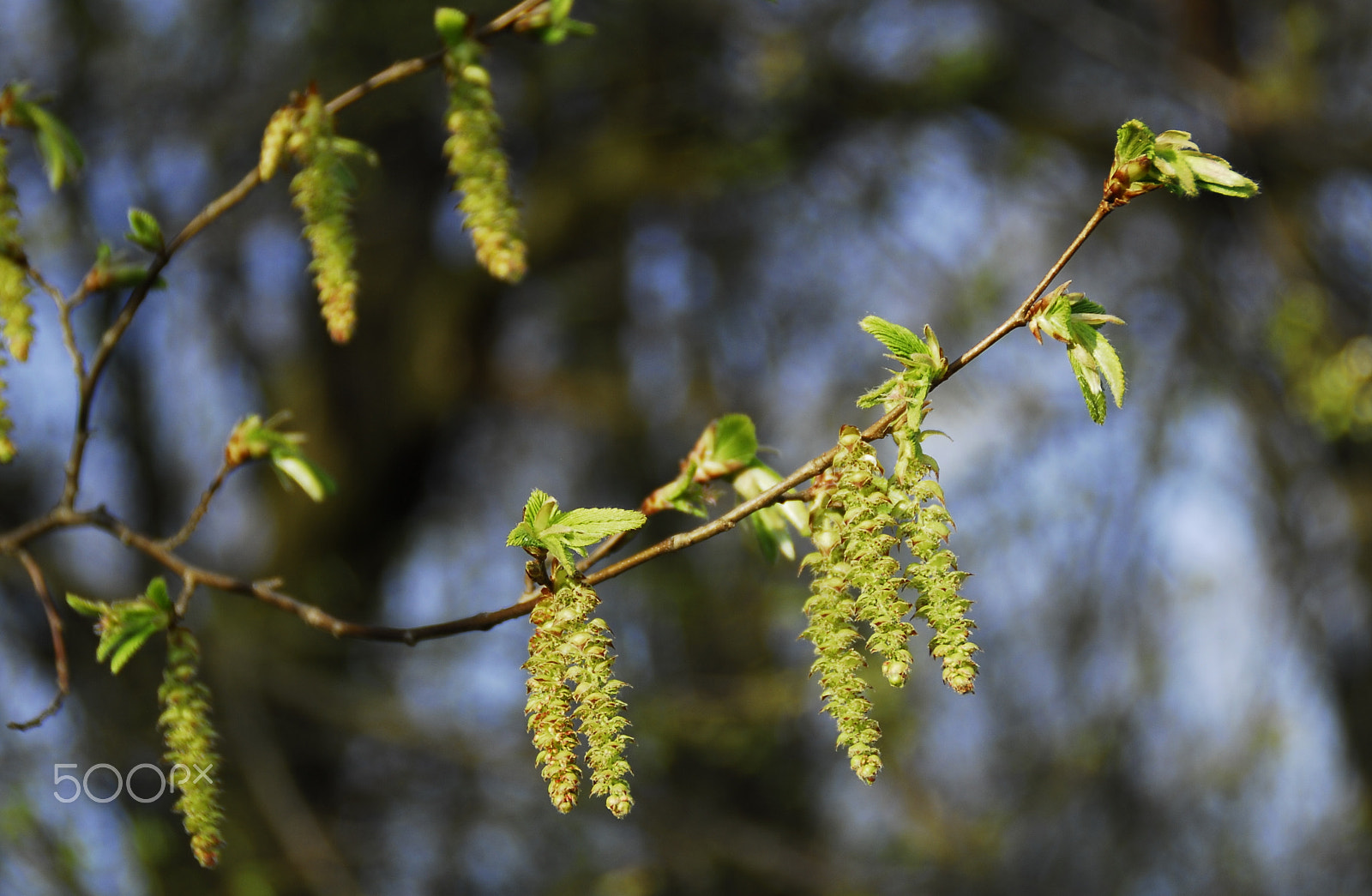 Nikon D200 sample photo. Spring photography