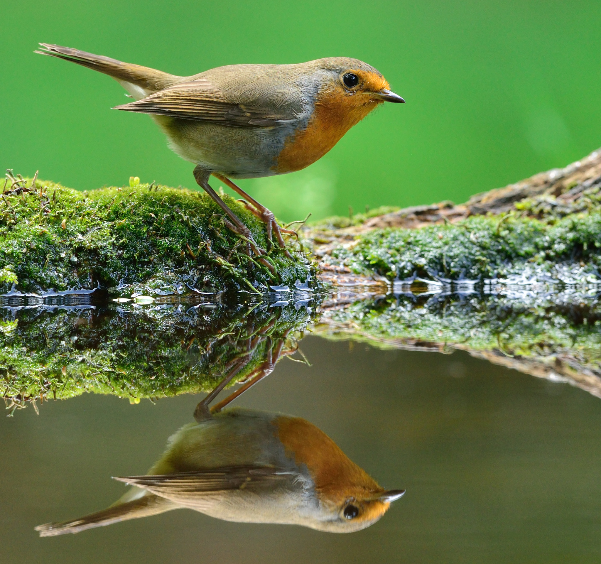 Nikon D600 + Nikon AF-S Nikkor 400mm F2.8D ED-IF II sample photo. Roodborst photography