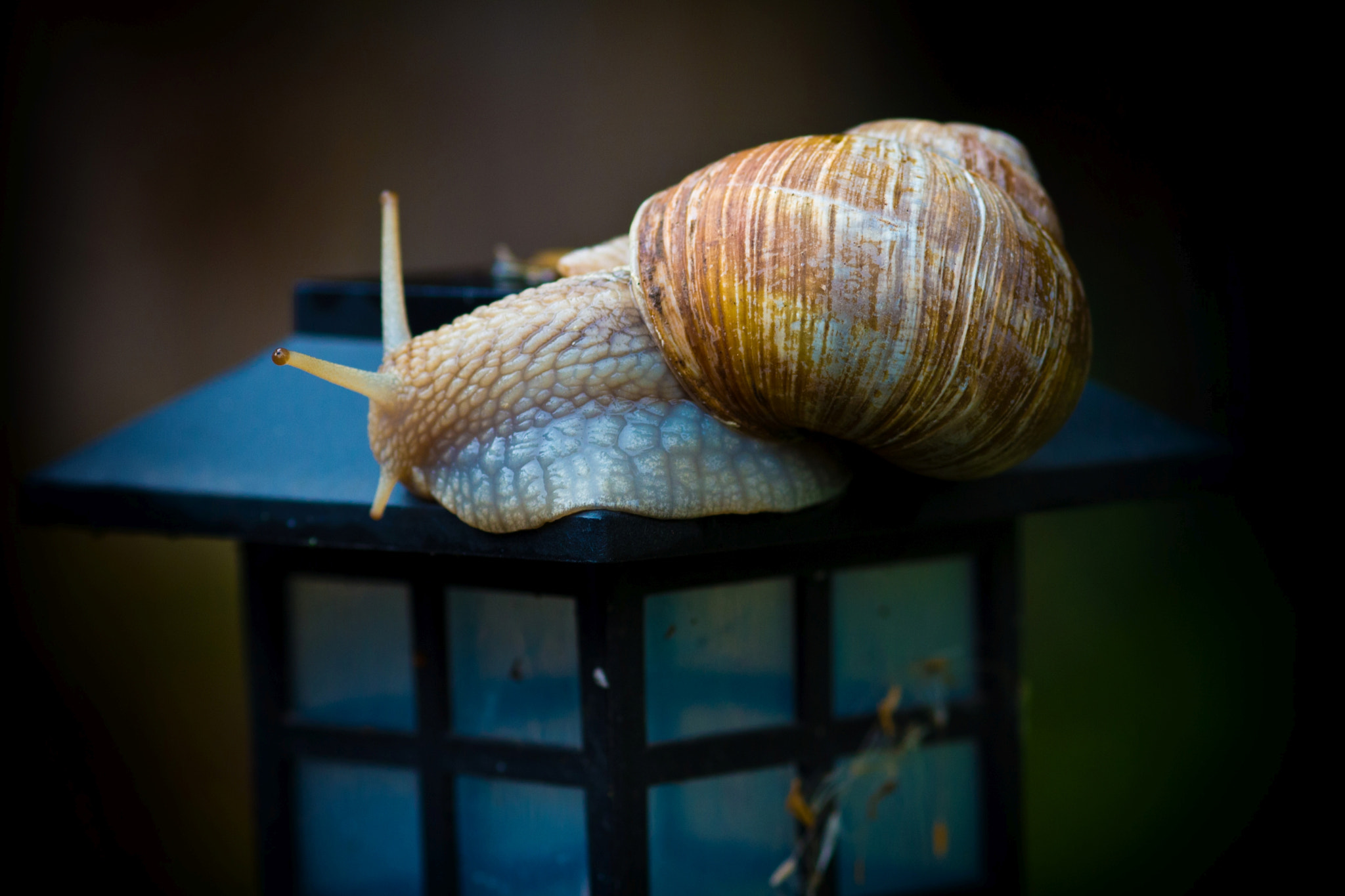 Sigma 105mm F2.8 EX DG Macro sample photo. Searching the key photography