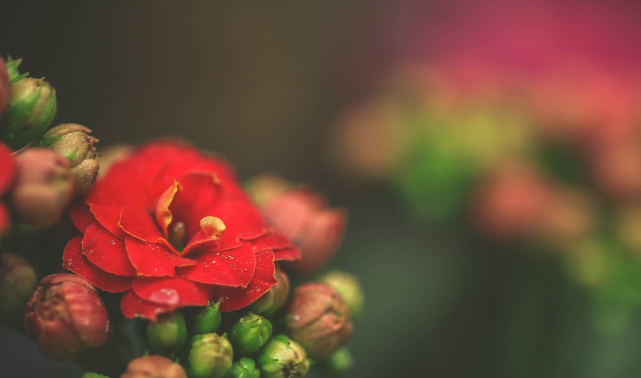 Sigma 105mm F2.8 EX DG OS HSM sample photo. Red queen photography
