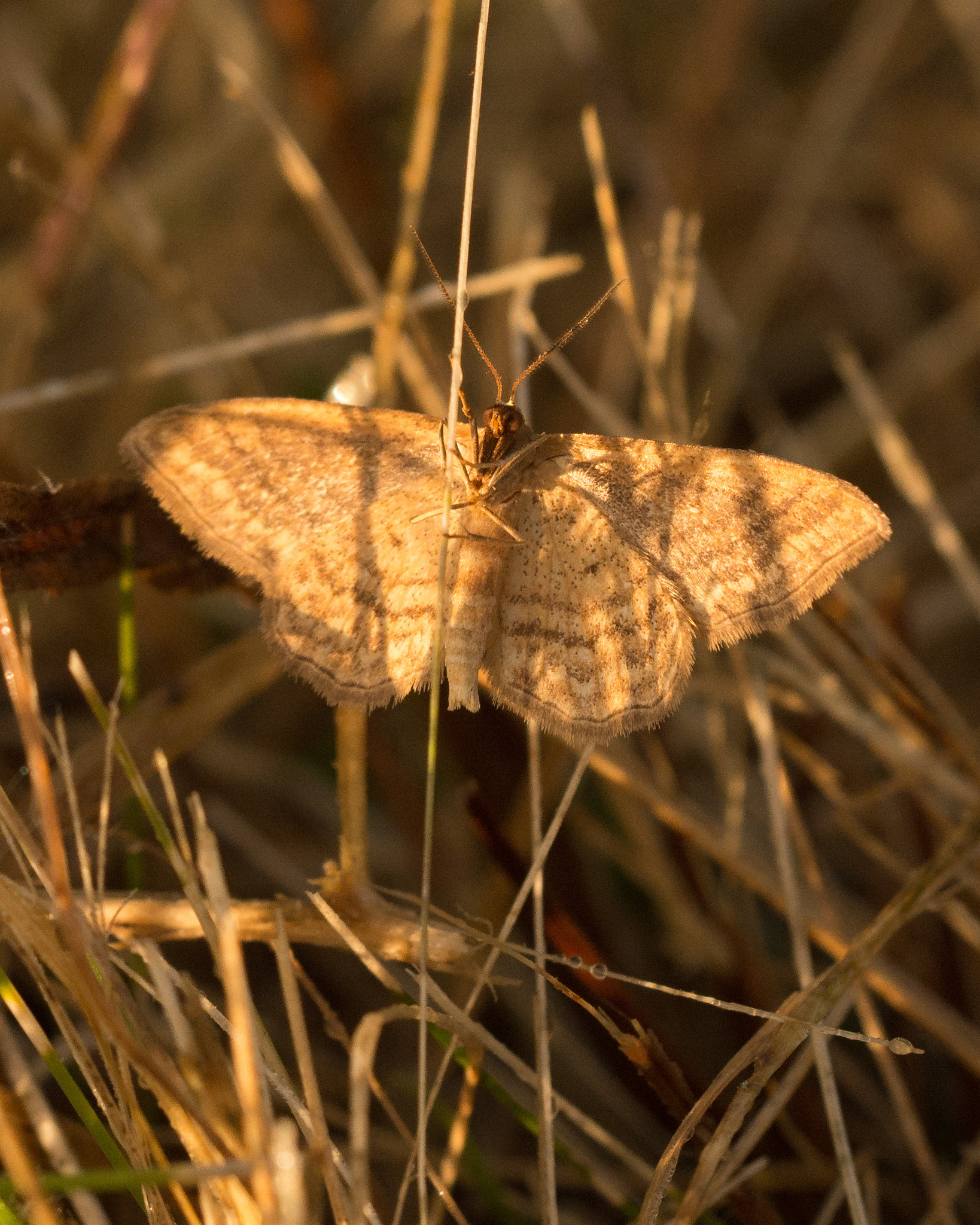 Sigma 150mm F2.8 EX DG OS Macro HSM sample photo. Clinging on to a straw of grass photography