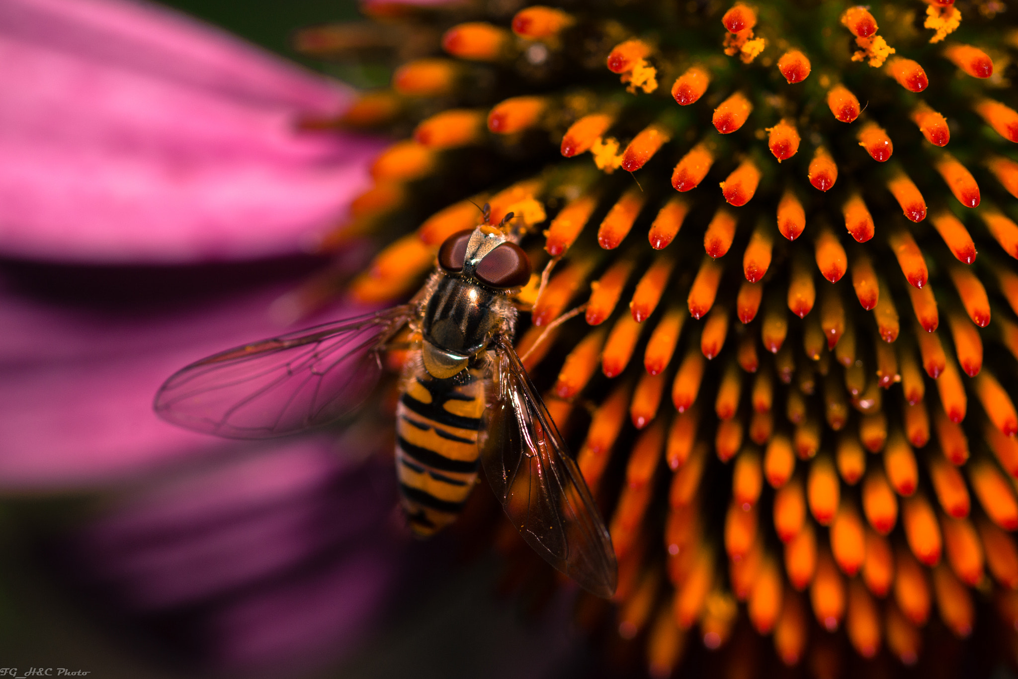 Canon EOS 70D + Canon EF 100mm F2.8 Macro USM sample photo. Nectar photography