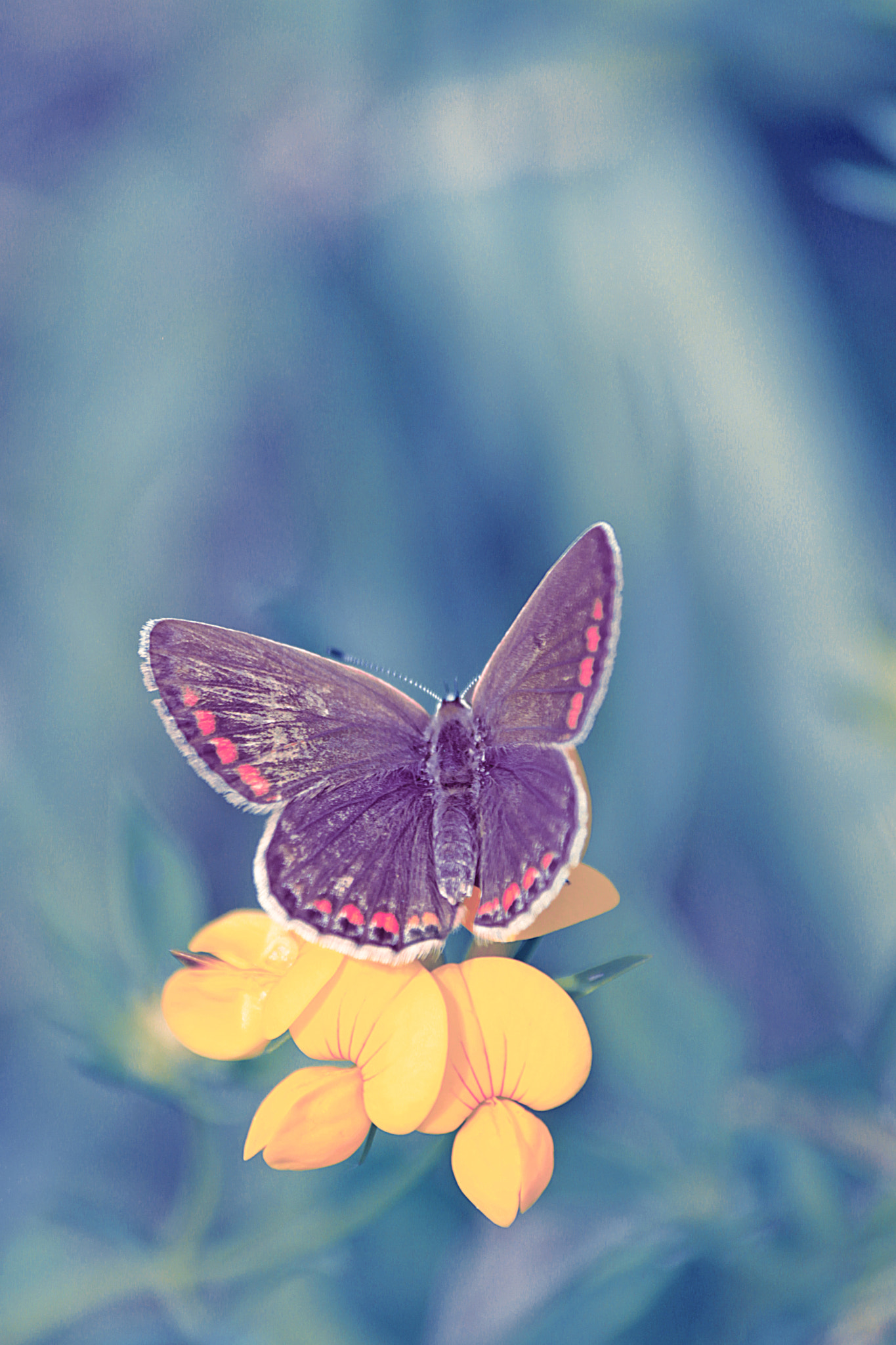 Canon EOS 500D (EOS Rebel T1i / EOS Kiss X3) sample photo. The last dance of a butterfly photography