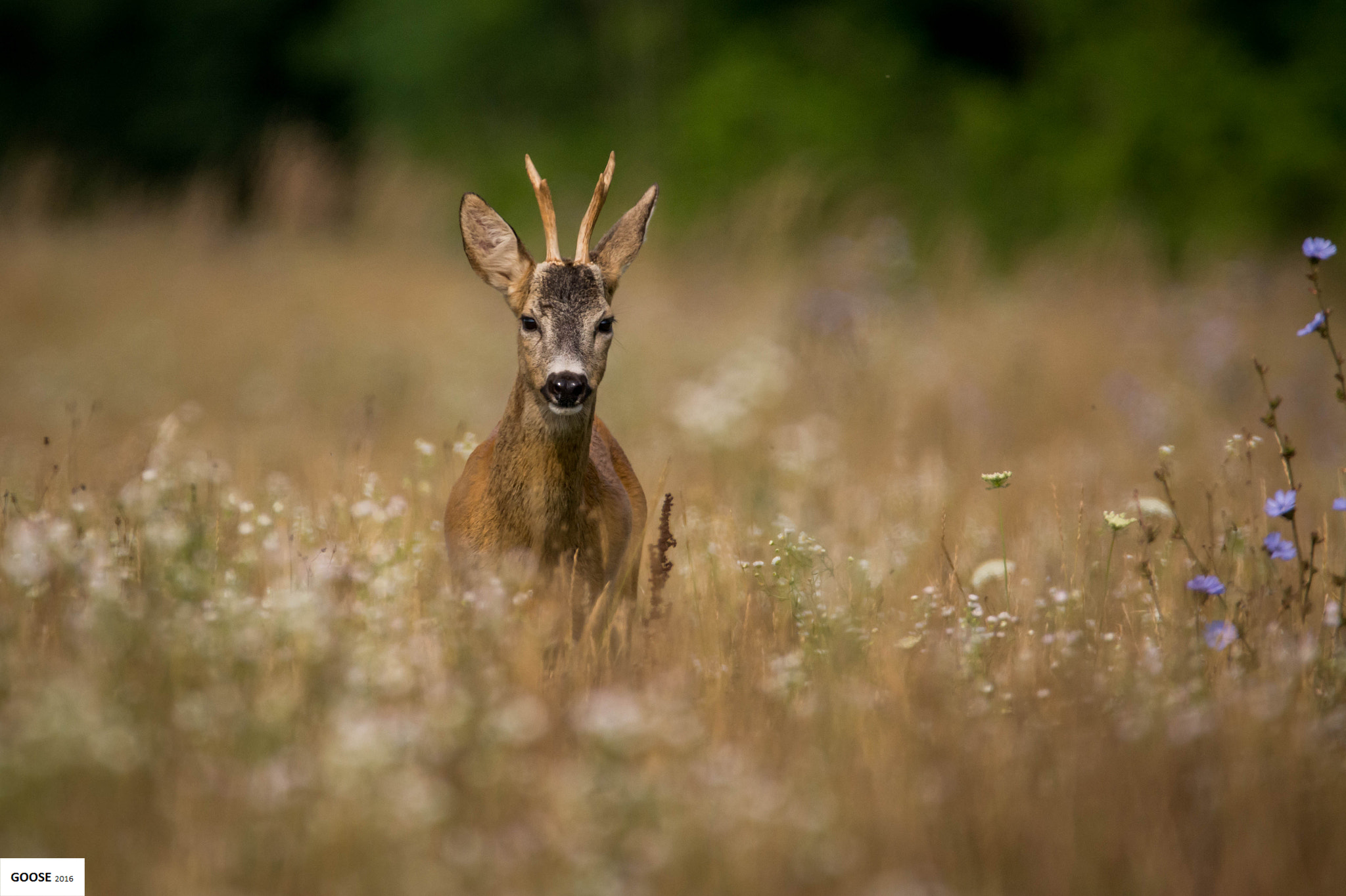 Sigma 150-600mm F5-6.3 DG OS HSM | C sample photo. Őzbak buttolóval photography