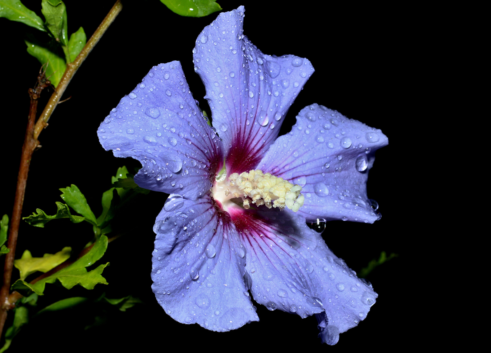 Canon EOS 700D (EOS Rebel T5i / EOS Kiss X7i) + Canon EF 50mm F1.8 II sample photo. Hibiscus syriacus photography