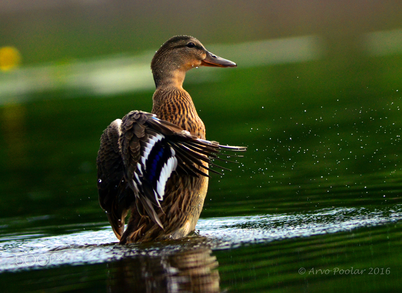 Nikon D7000 + Nikon AF Nikkor 180mm F2.8D ED-IF sample photo. Mallard photography