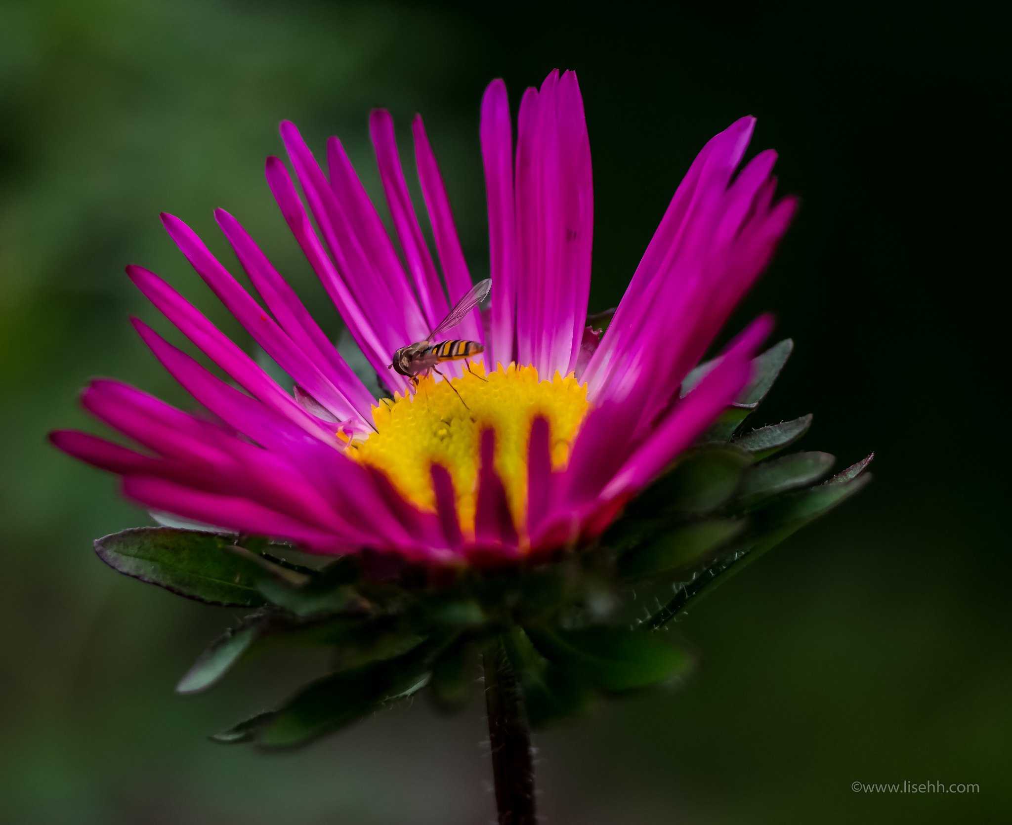NX 60mm F2.8 Macro sample photo. Best of july photography