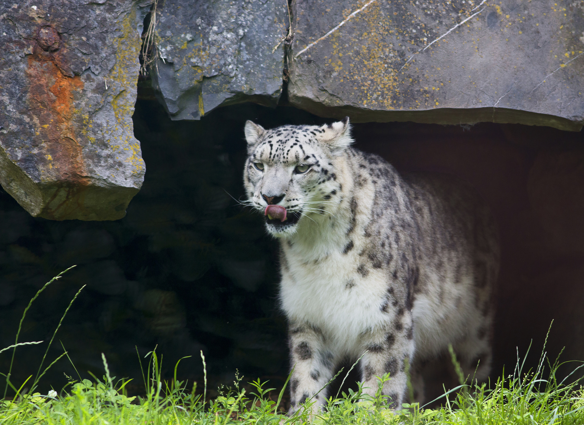 Canon EOS 70D + Canon EF 200mm F2.8L II USM sample photo. Snow leopard cave photography