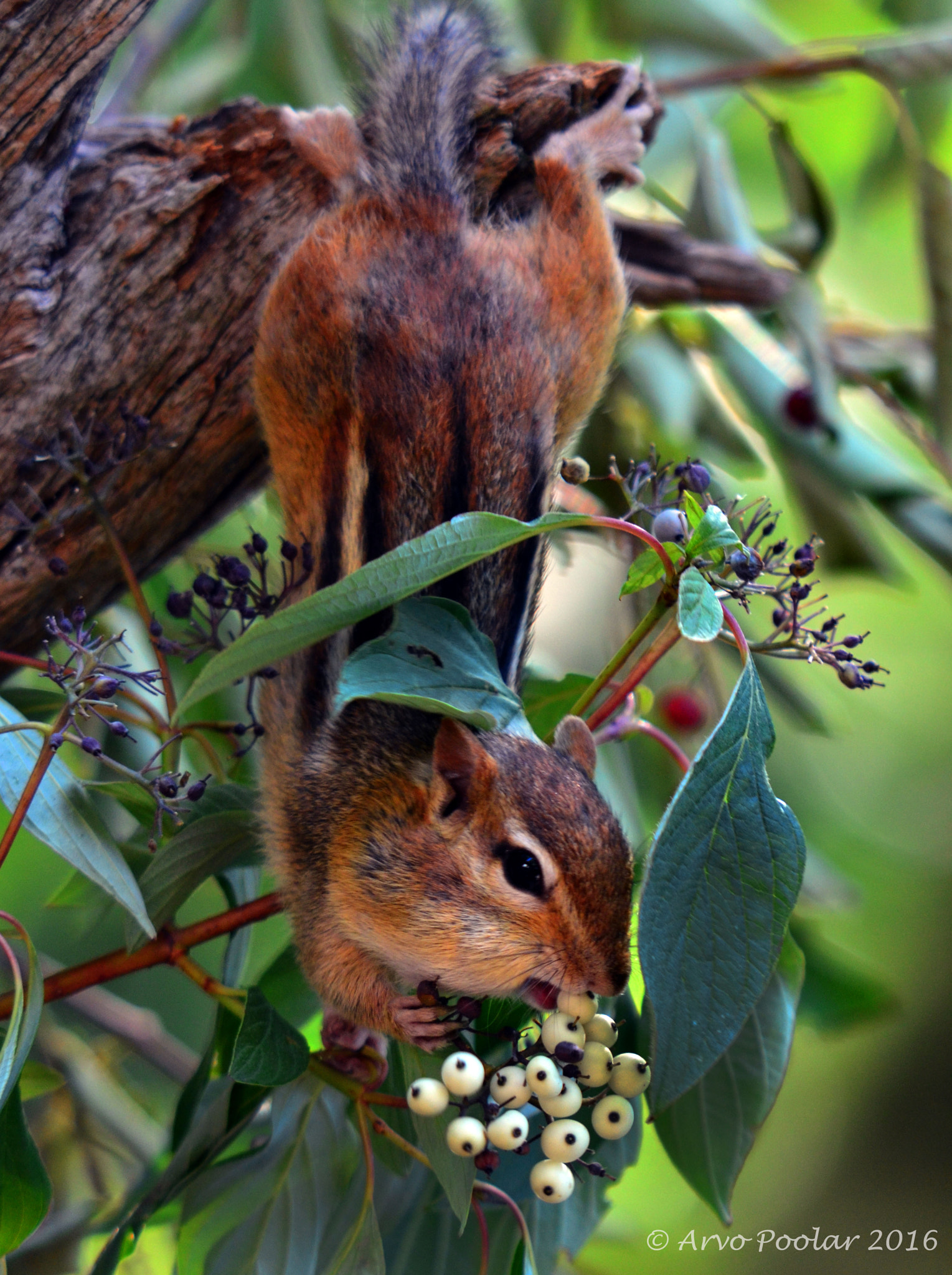 Sigma 120-400mm F4.5-5.6 DG OS HSM sample photo. Chipmunk photography
