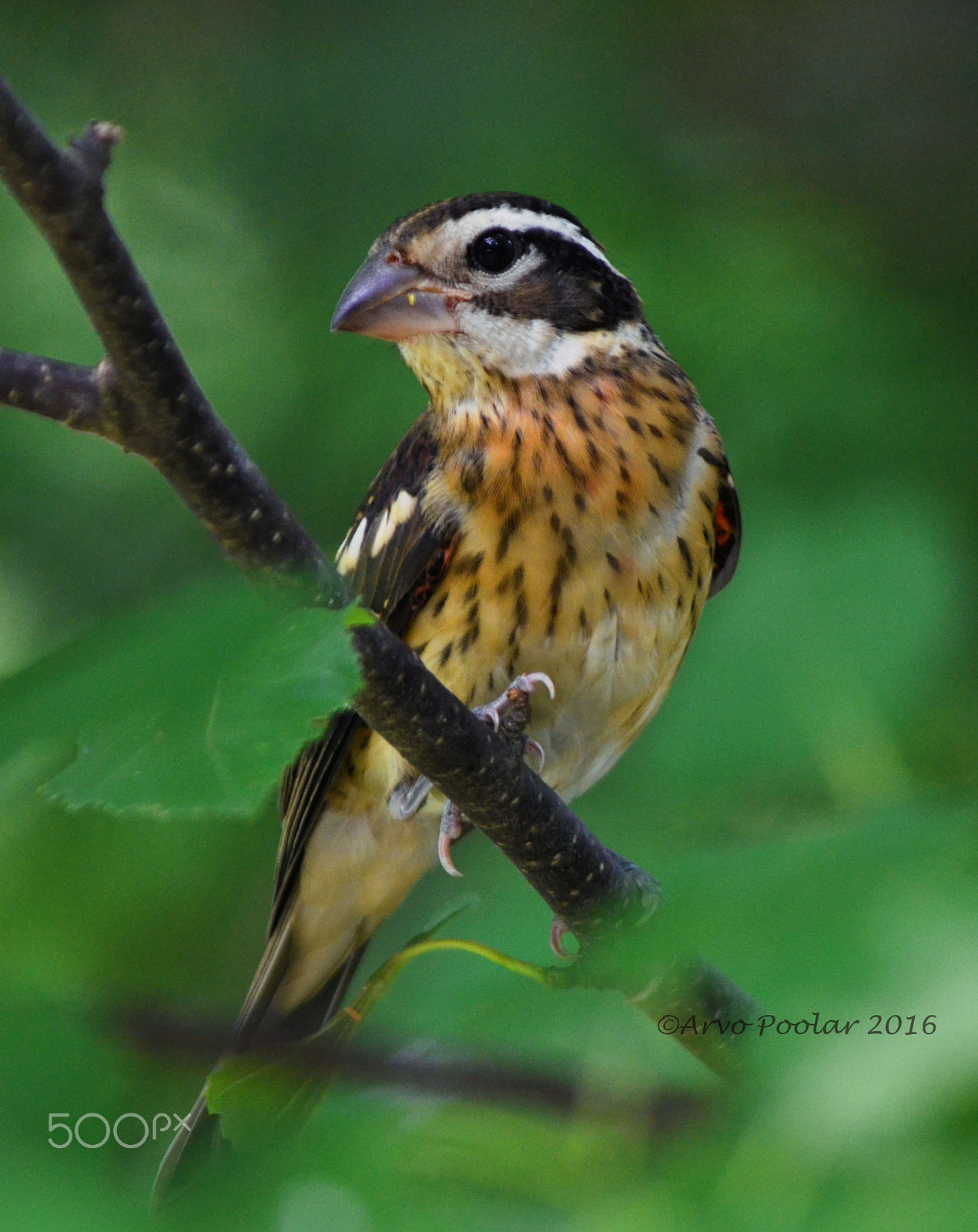 AF Zoom-Nikkor 35-80mm f/4-5.6D sample photo. Red breasted  grosbeak juvenile photography