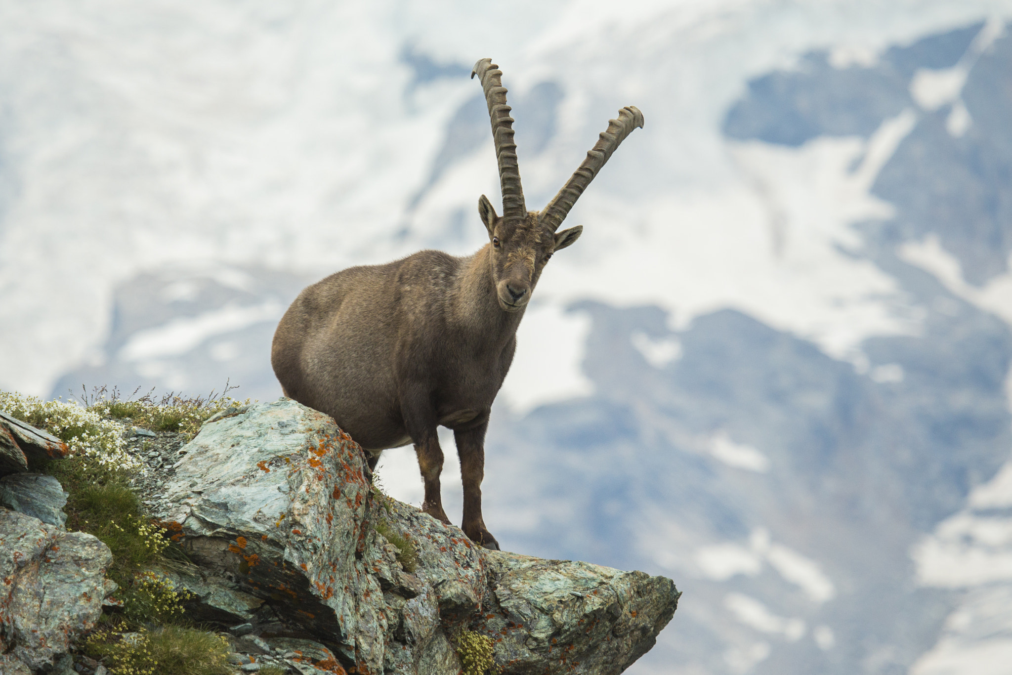 Canon EF 100-400mm F4.5-5.6L IS USM sample photo. Steinbock photography