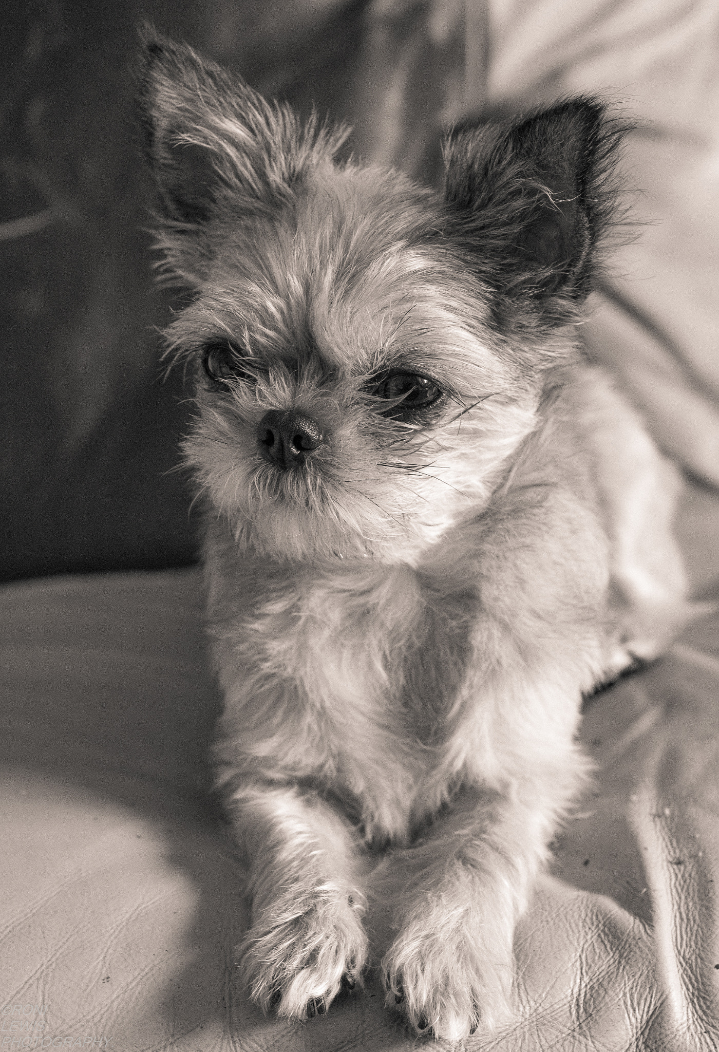 Canon EOS 70D + Canon EF 50mm F1.8 II sample photo. The cutest little pooch. photography