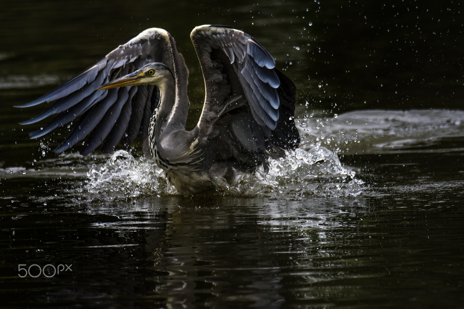 Sigma 150-600mm F5-6.3 DG OS HSM | S sample photo. Heron photography