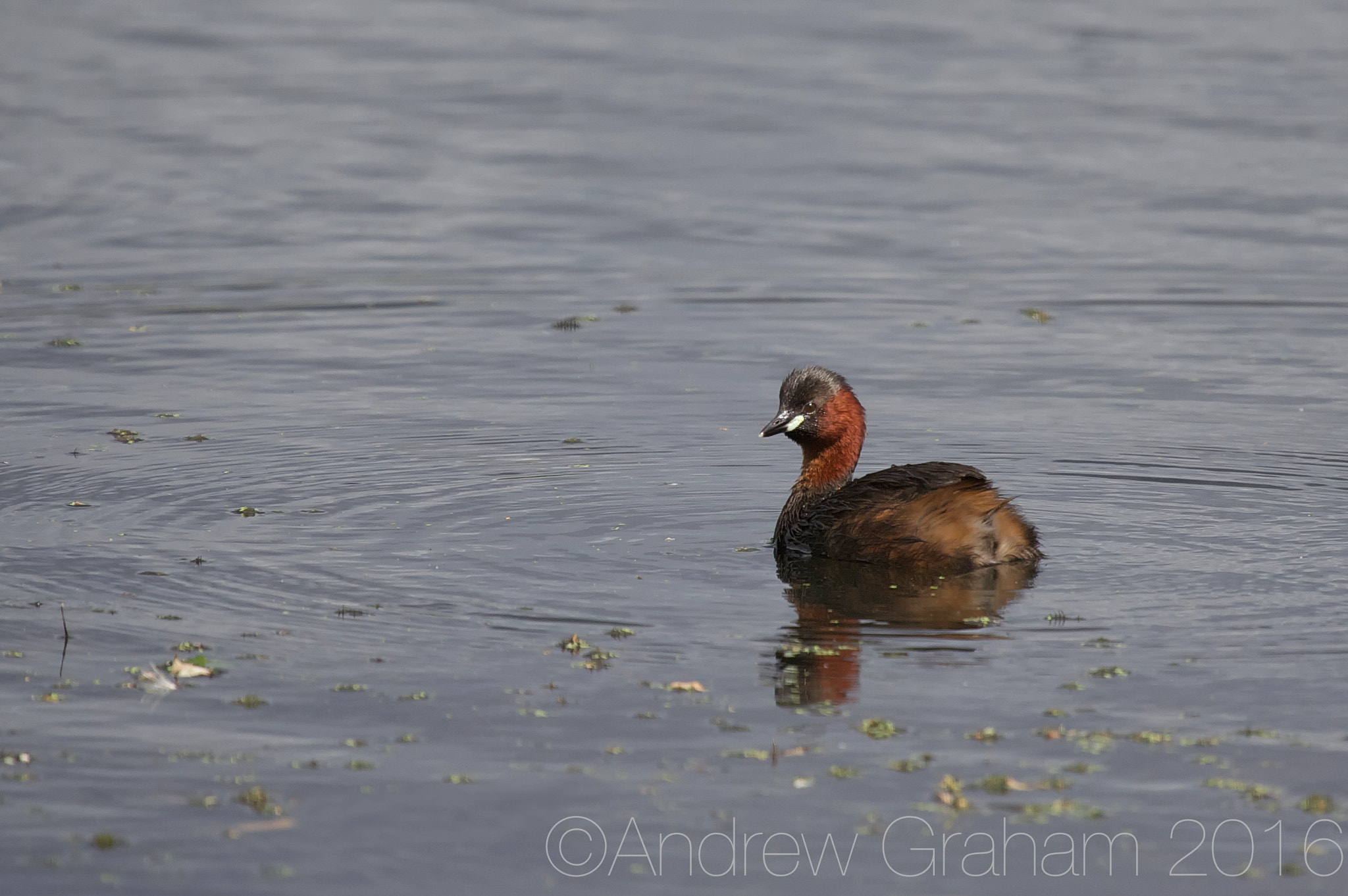 Canon EF 100-400mm F4.5-5.6L IS USM sample photo. Little grebe photography