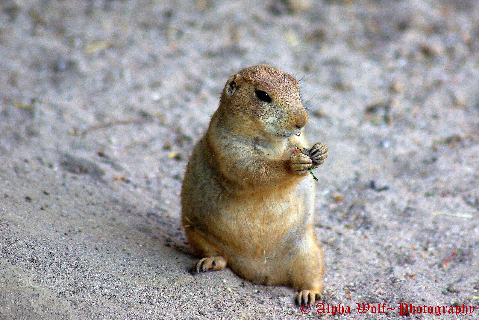 Pentax K10D sample photo. Manguste photography