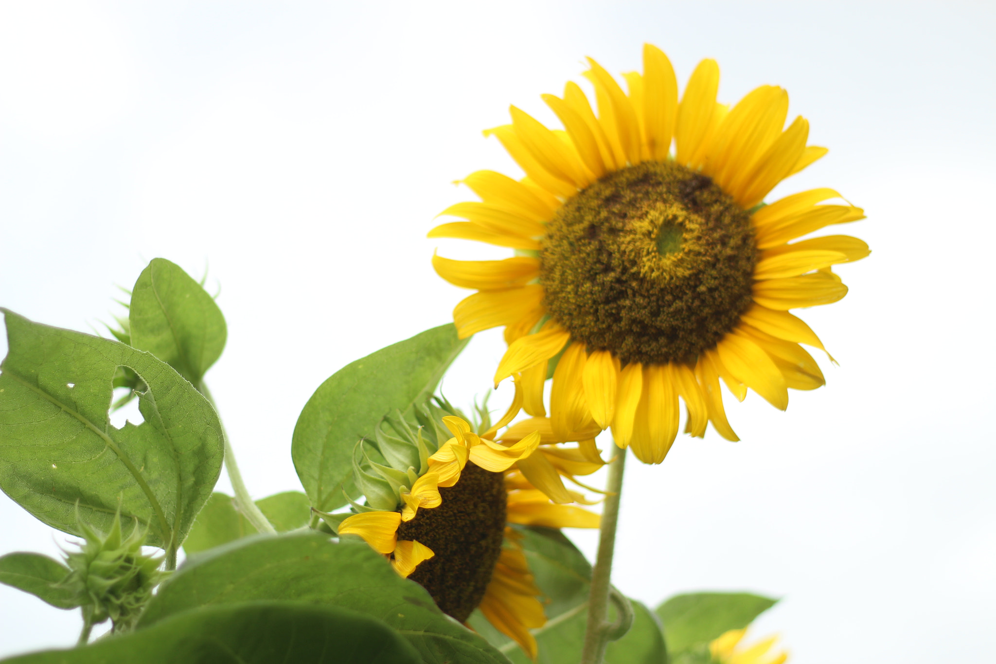 Canon EOS 700D (EOS Rebel T5i / EOS Kiss X7i) + Canon EF 50mm F1.8 II sample photo. Sunflower  photography