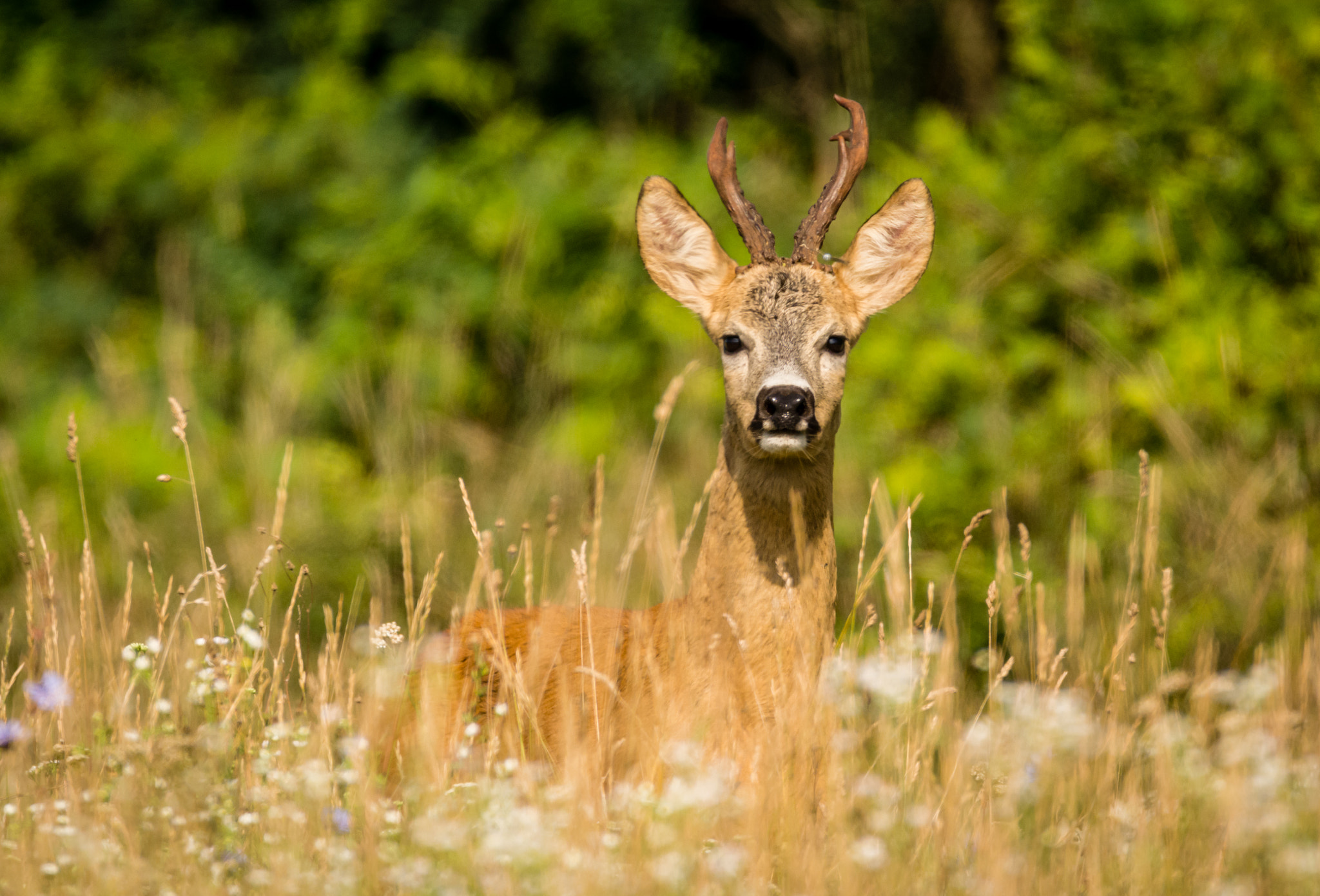 Sigma 150-600mm F5-6.3 DG OS HSM | C sample photo. Roebuck photography