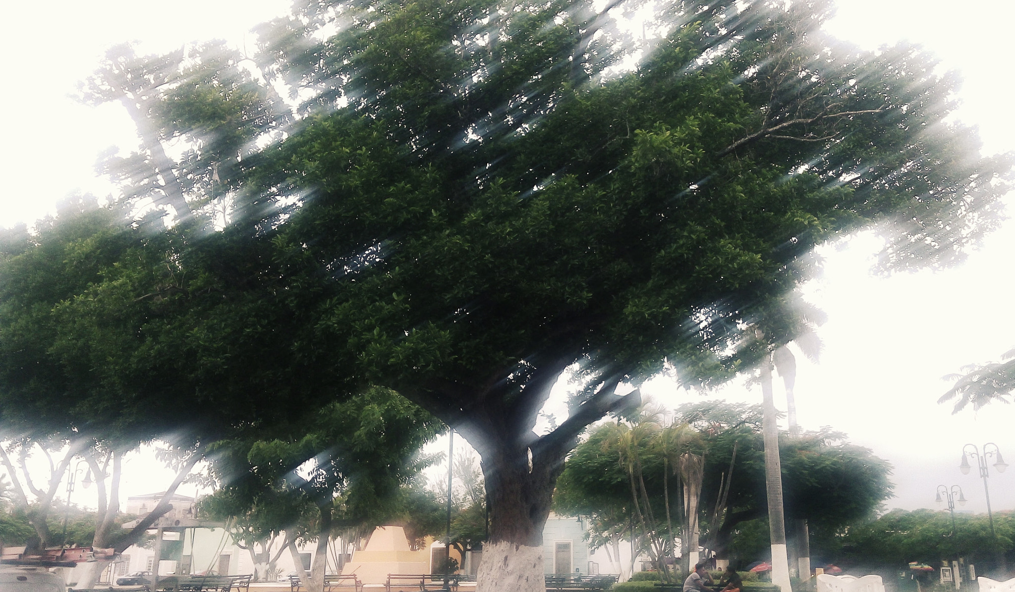 LG G4 STYLUS sample photo. Árbol y luz photography