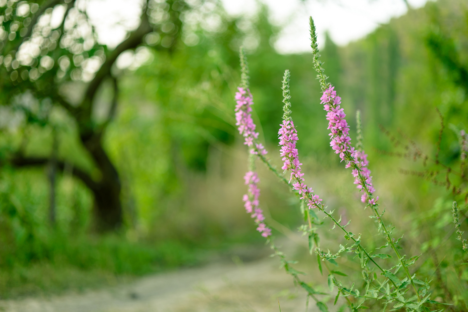 ZEISS Makro-Planar T* 50mm F2 sample photo. Flower photography