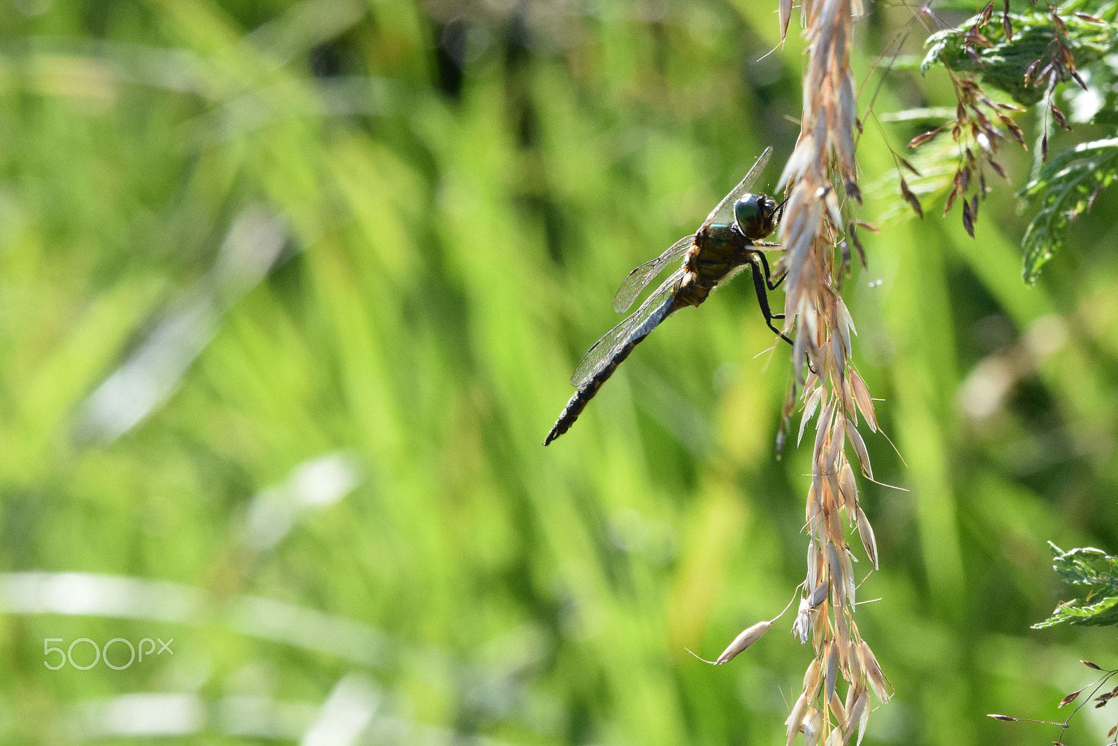 Tamron SP 150-600mm F5-6.3 Di VC USD sample photo. Odonata (dragonfly) photography