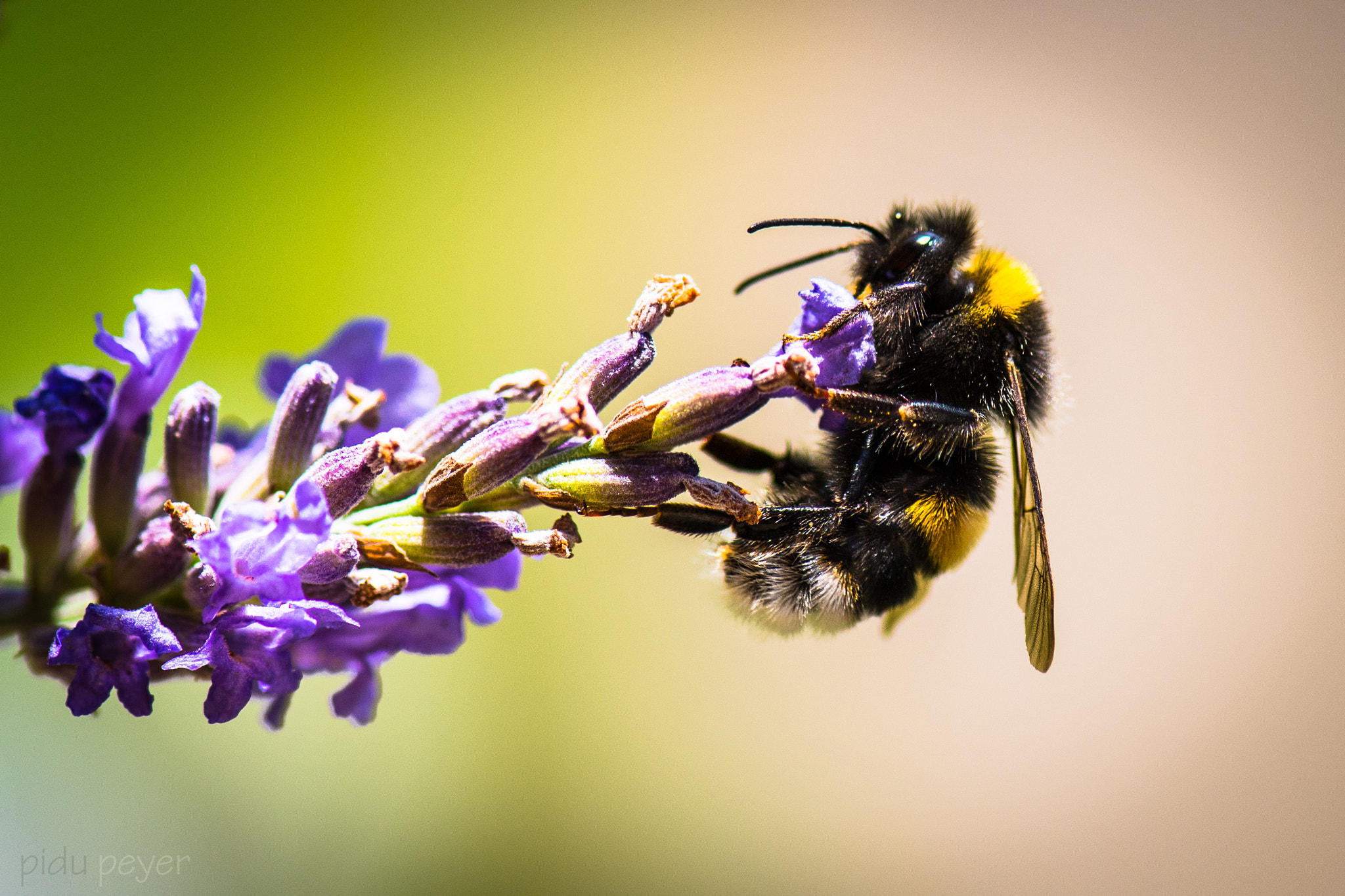 Nikon D5 sample photo. Bumblebee photography