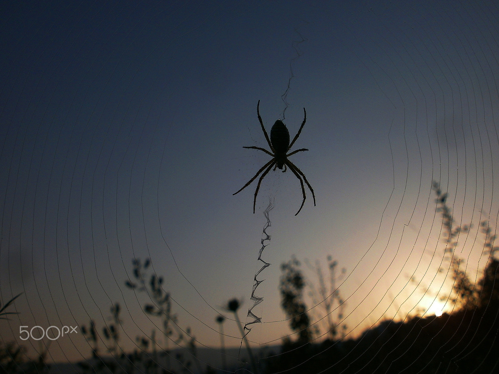 Olympus VG110,D700 sample photo. Spider 3 photography