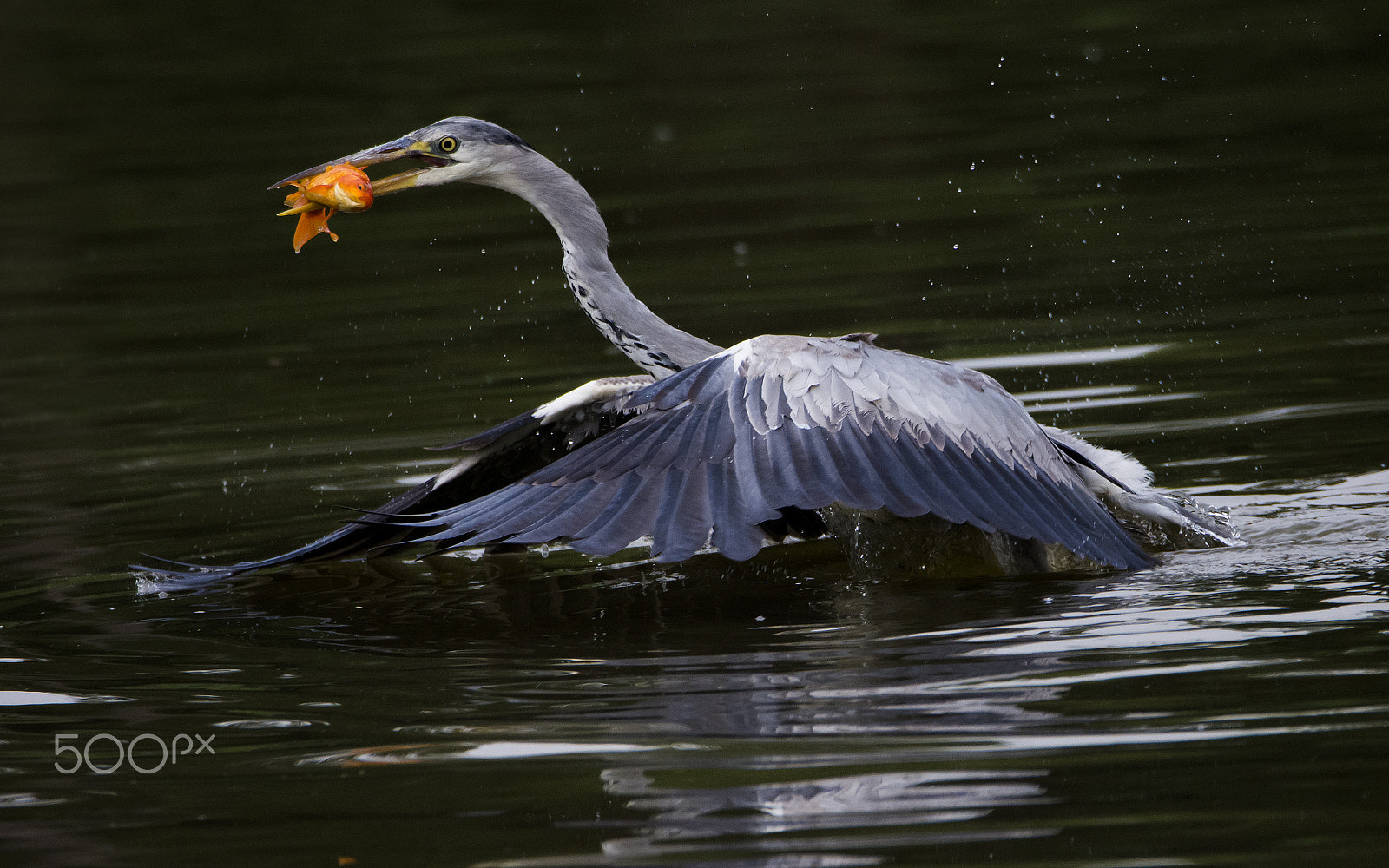 Sigma 150-600mm F5-6.3 DG OS HSM | S sample photo. Heron 2-3 photography