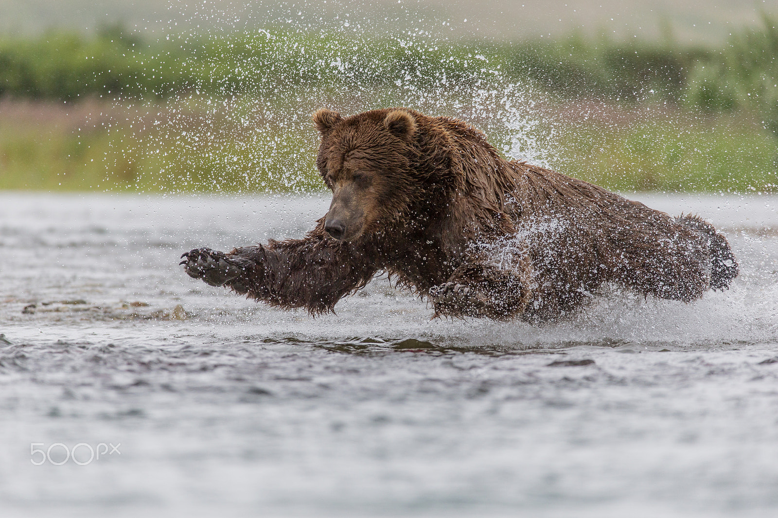 Canon EF 200-400mm F4L IS USM Extender 1.4x sample photo. The flying bear photography