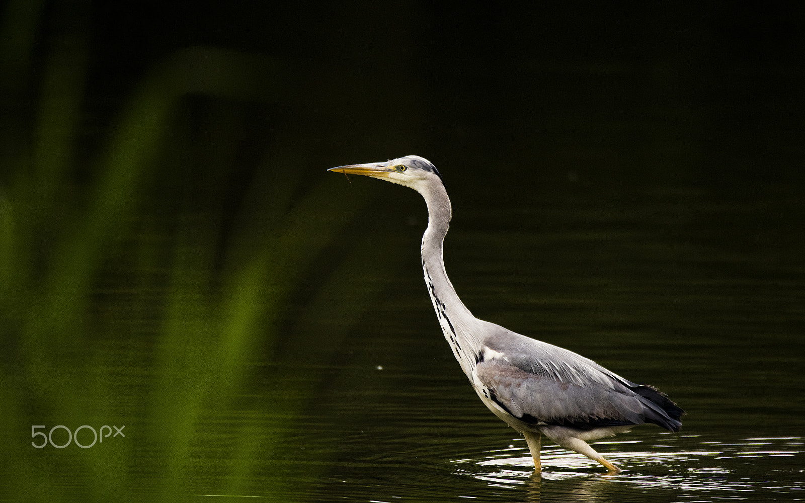 Sigma 150-600mm F5-6.3 DG OS HSM | S sample photo. Heron photography