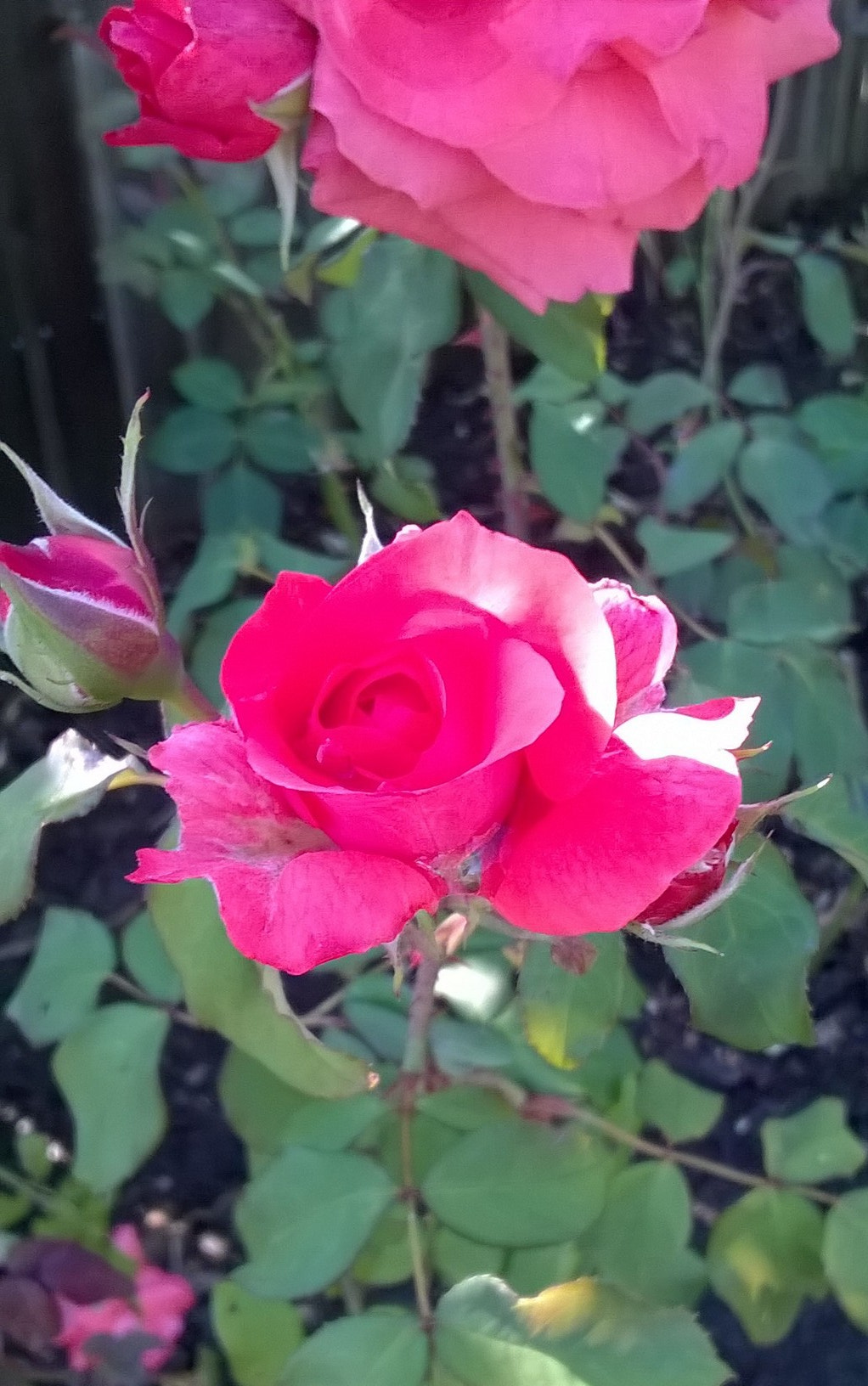 Nokia Lumia 630 sample photo. Roses photography