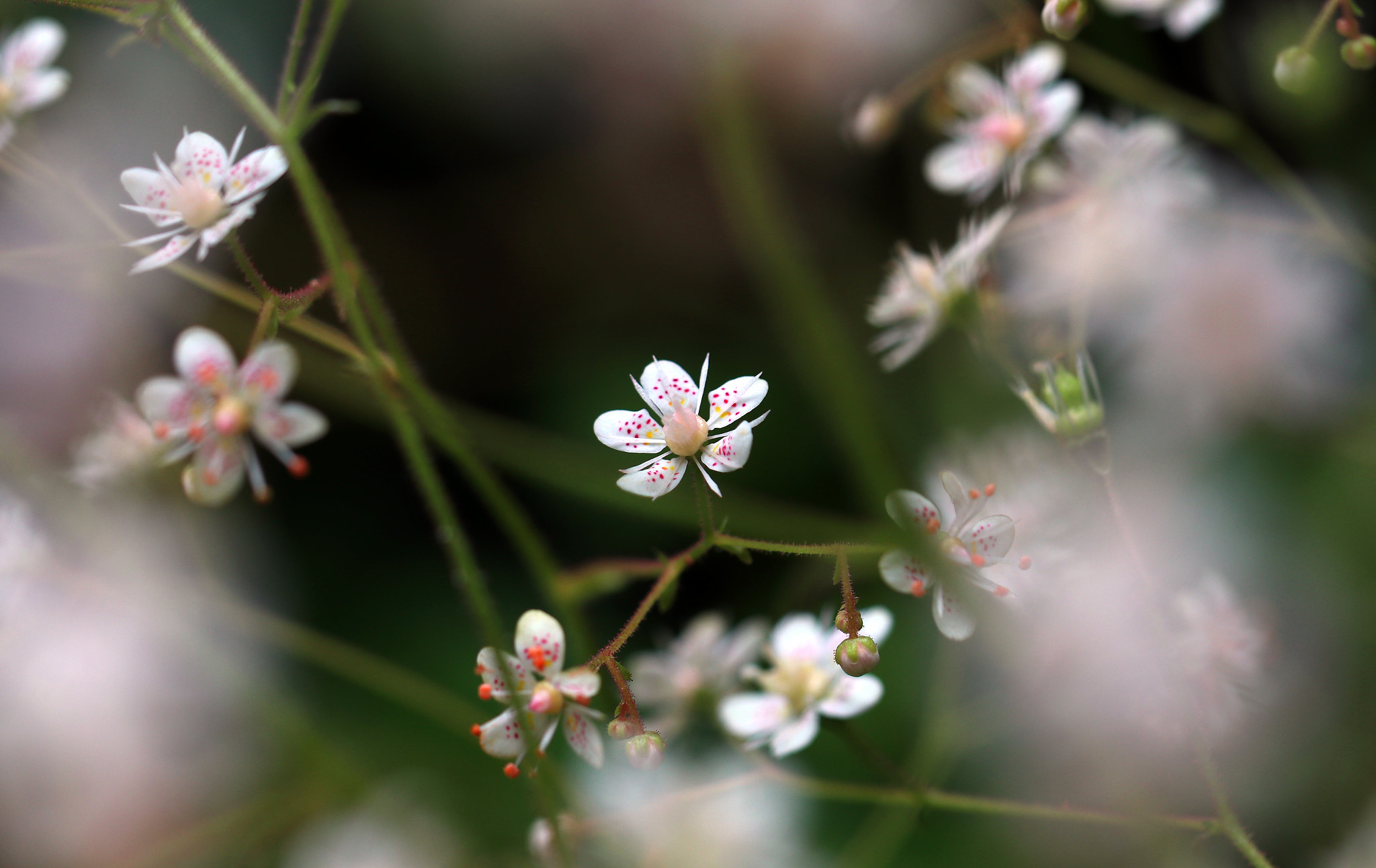 Canon EOS 80D + Canon EF 100mm F2.8L Macro IS USM sample photo. Little ones photography