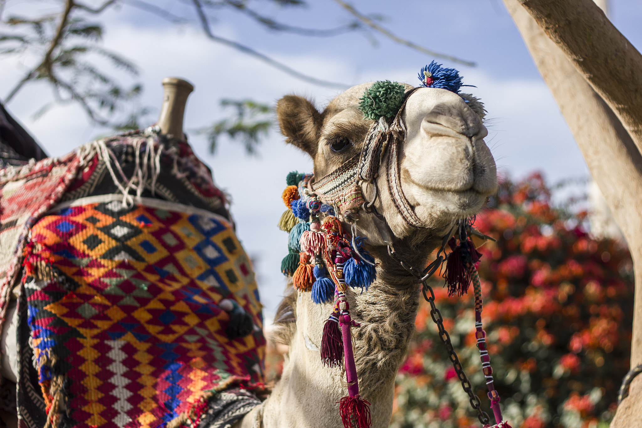 Canon EOS 550D (EOS Rebel T2i / EOS Kiss X4) + Canon EF 50mm F1.8 II sample photo. Smile of the camel photography