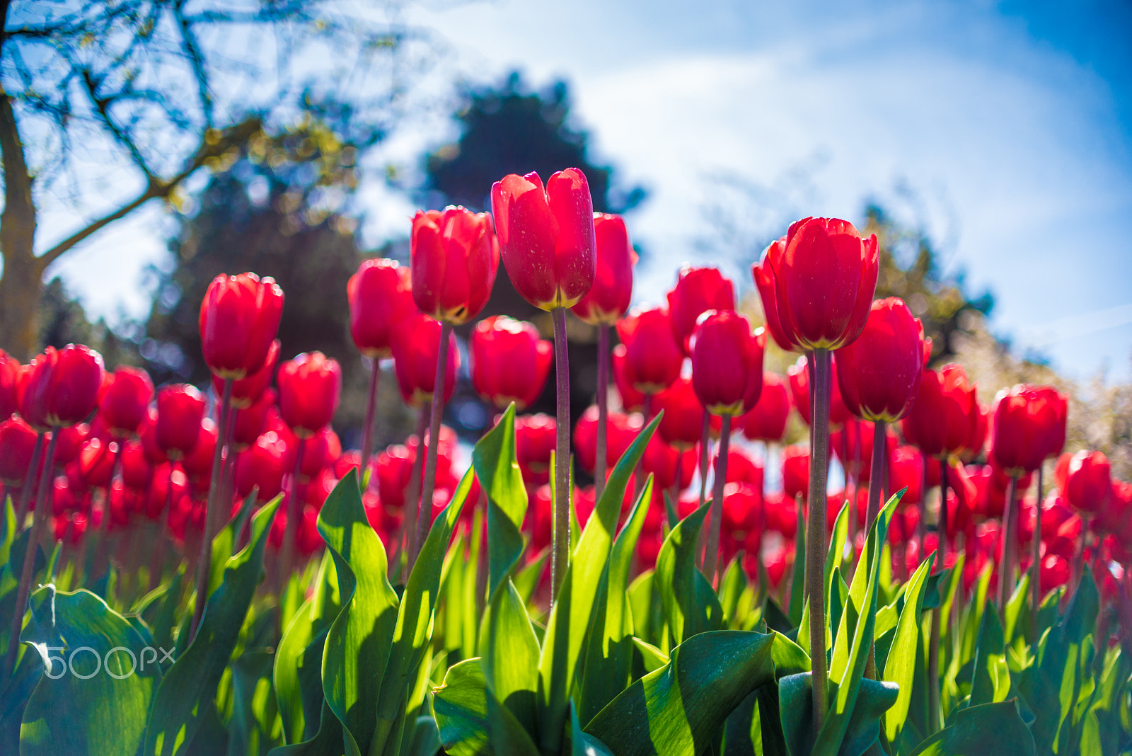 Nikon D800 + Nikon AF-S DX Nikkor 35mm F1.8G sample photo. Keukenhof photography