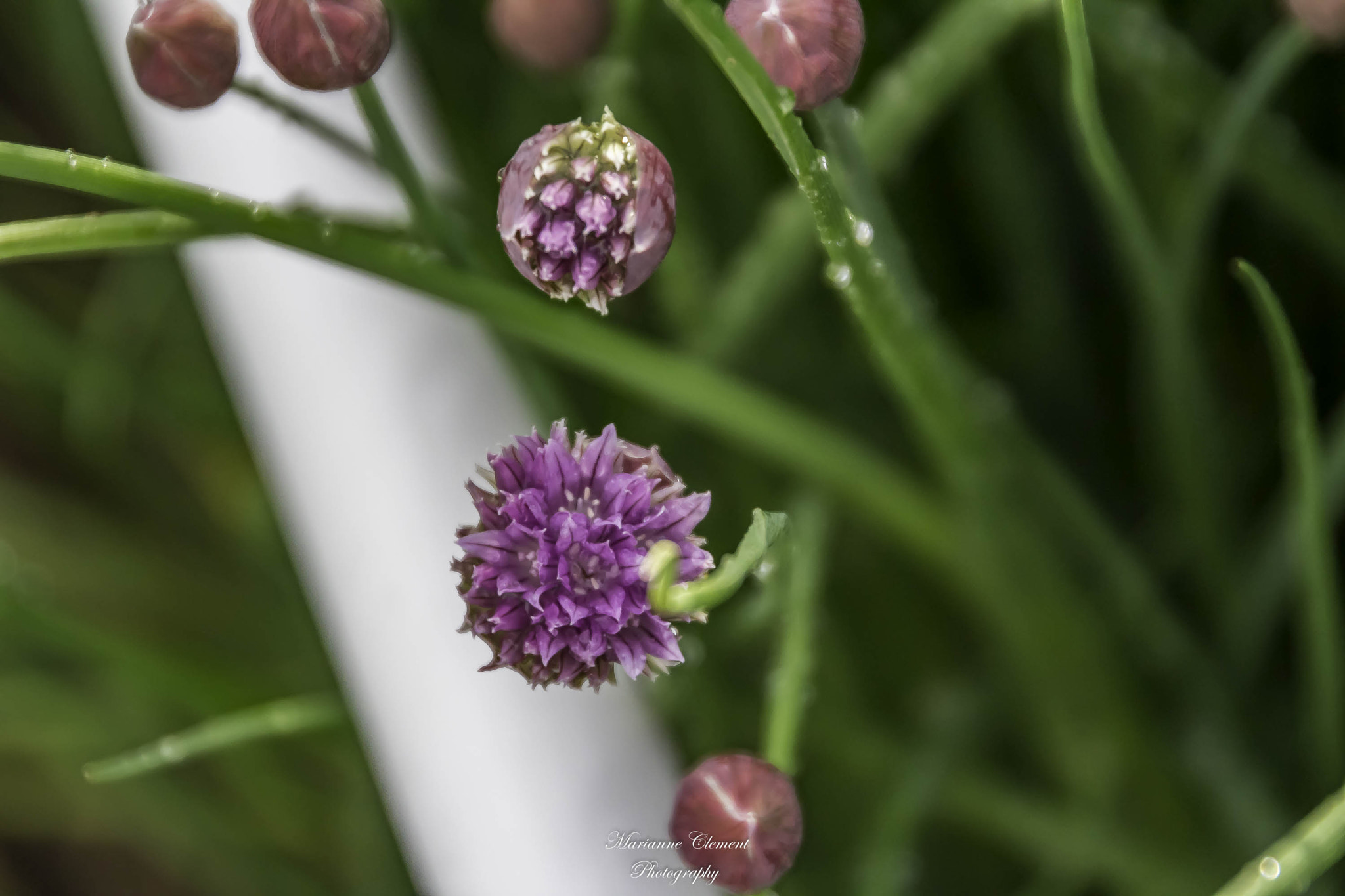 Canon EOS 1200D (EOS Rebel T5 / EOS Kiss X70 / EOS Hi) sample photo. Ready to bloom photography