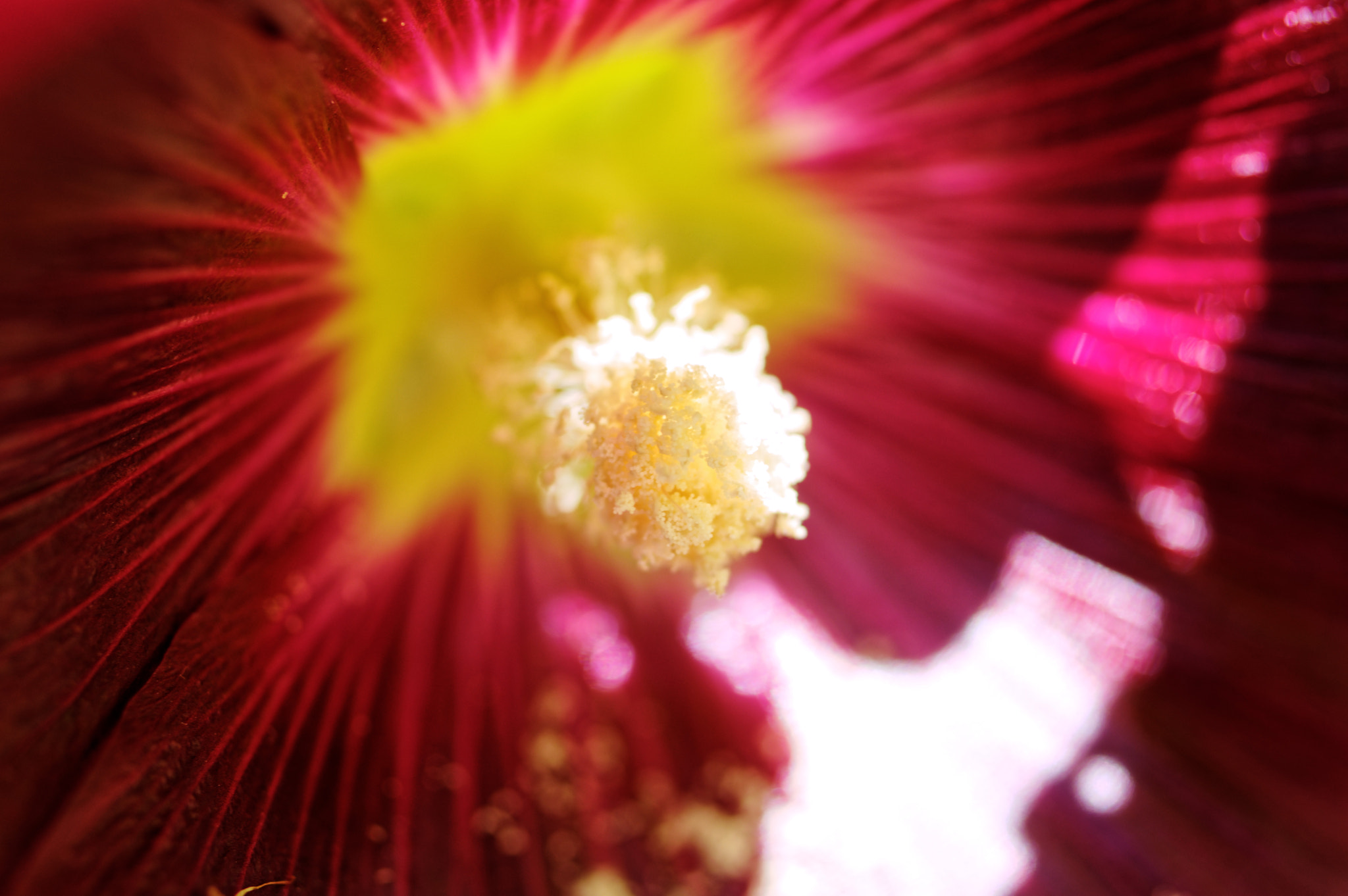 Pentax smc D-FA 50mm F2.8 Macro sample photo. Hoollyhock photography