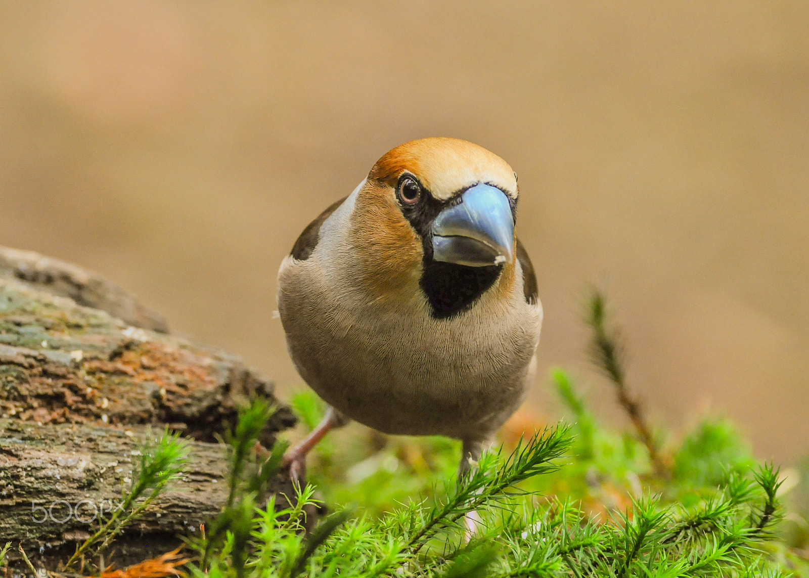 Sigma 150-600mm F5-6.3 DG OS HSM | C sample photo. Hawfinch photography
