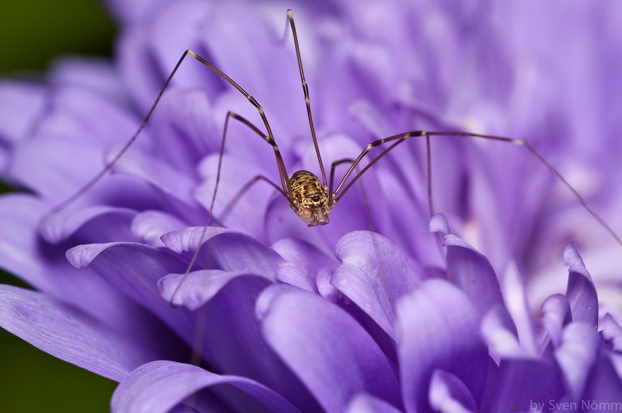 Nikon D90 + Sigma 150mm F2.8 EX DG Macro HSM sample photo. Harvester photography