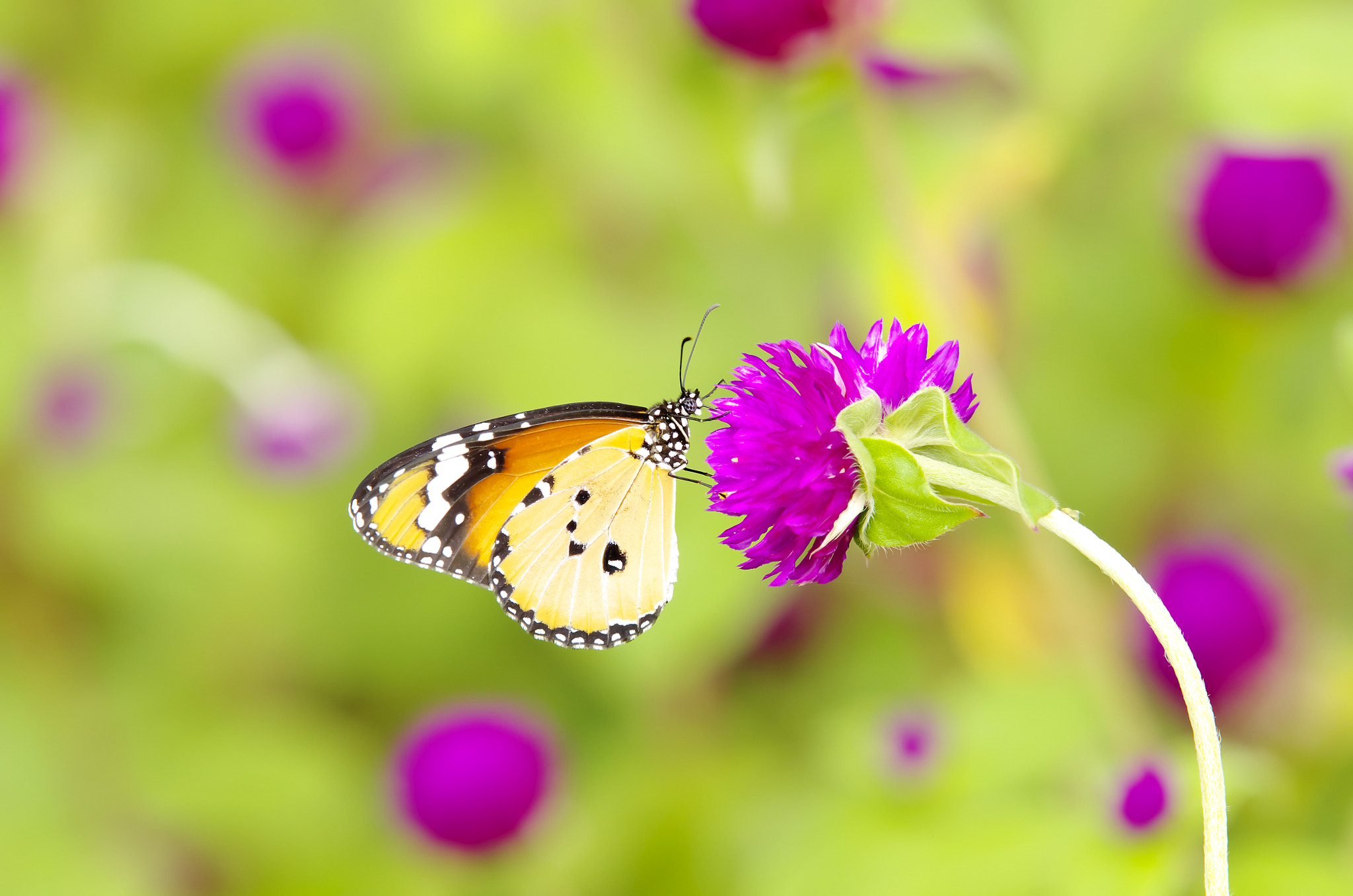 Pentax K-5 IIs sample photo. In a small garden photography