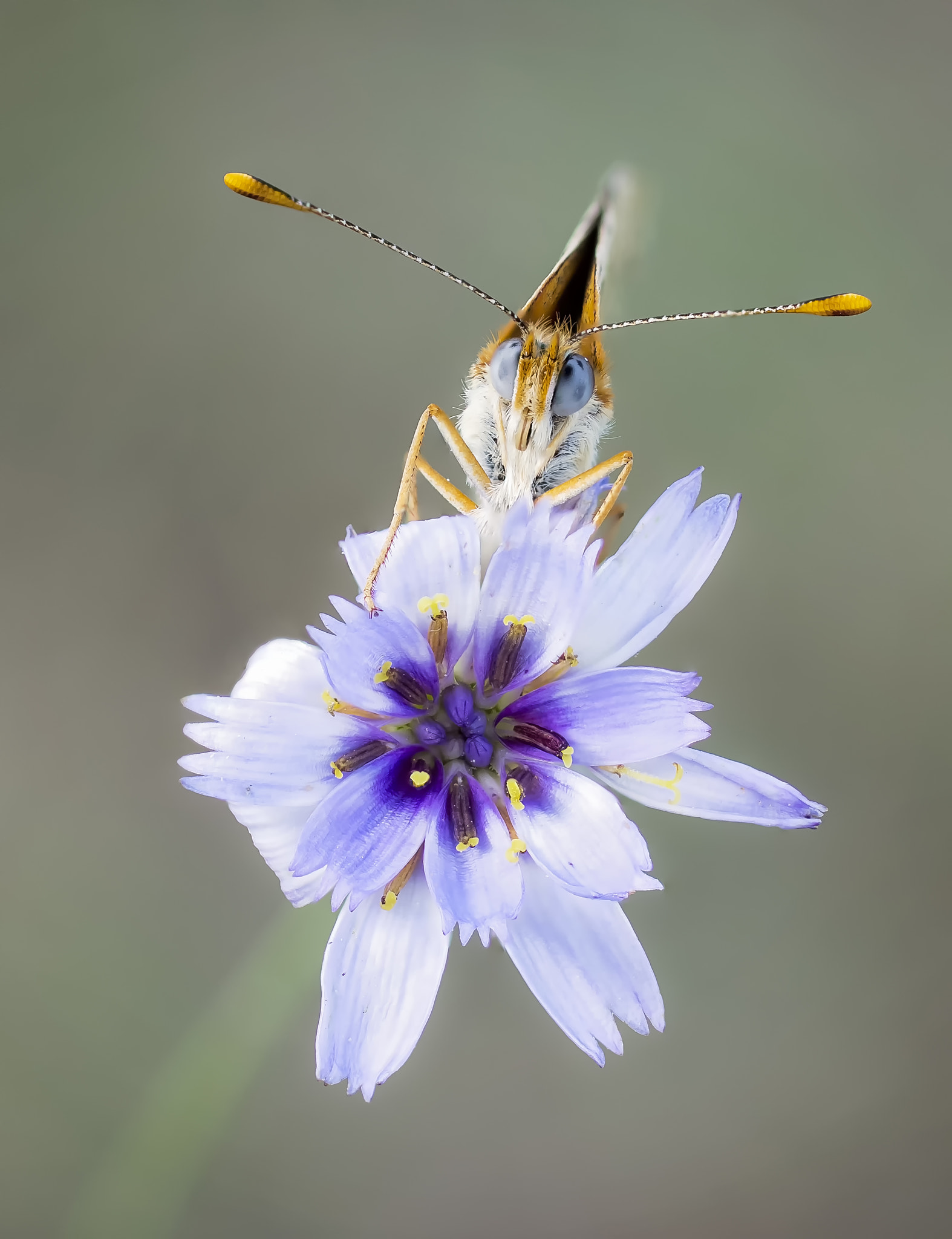 Sigma 30mm F1.4 EX DC HSM sample photo. Melitae didyma photography
