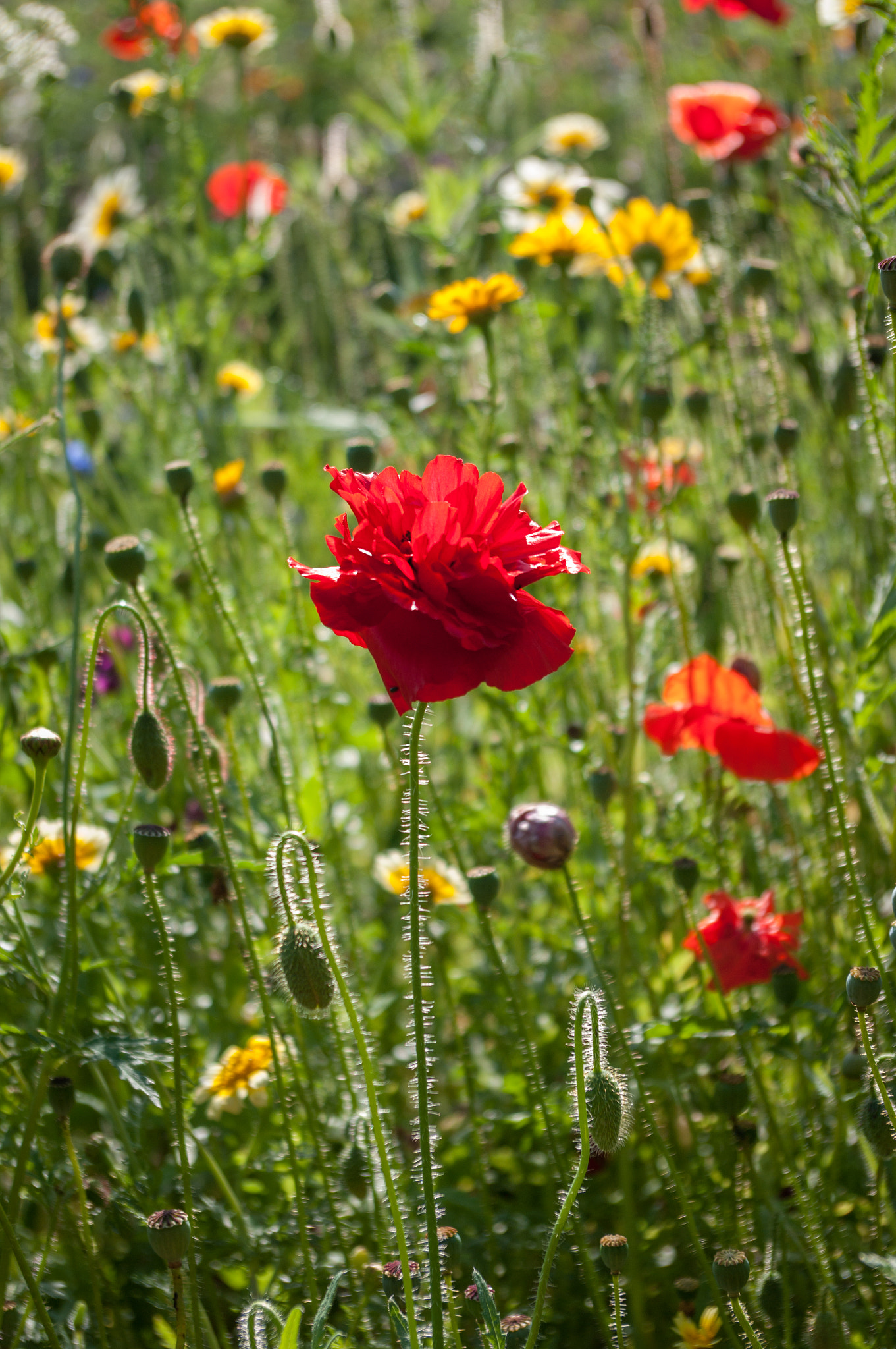 Pentax smc DA 18-55mm F3.5-5.6 AL WR sample photo. Poppy in meadow photography