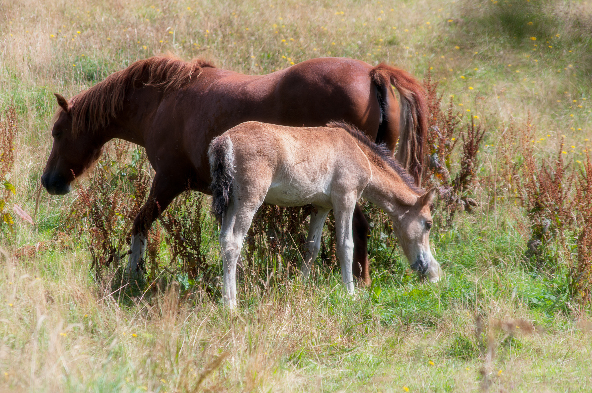 Pentax K-7 + Pentax smc DA 55-300mm F4.0-5.8 ED sample photo. Mare and foal photography